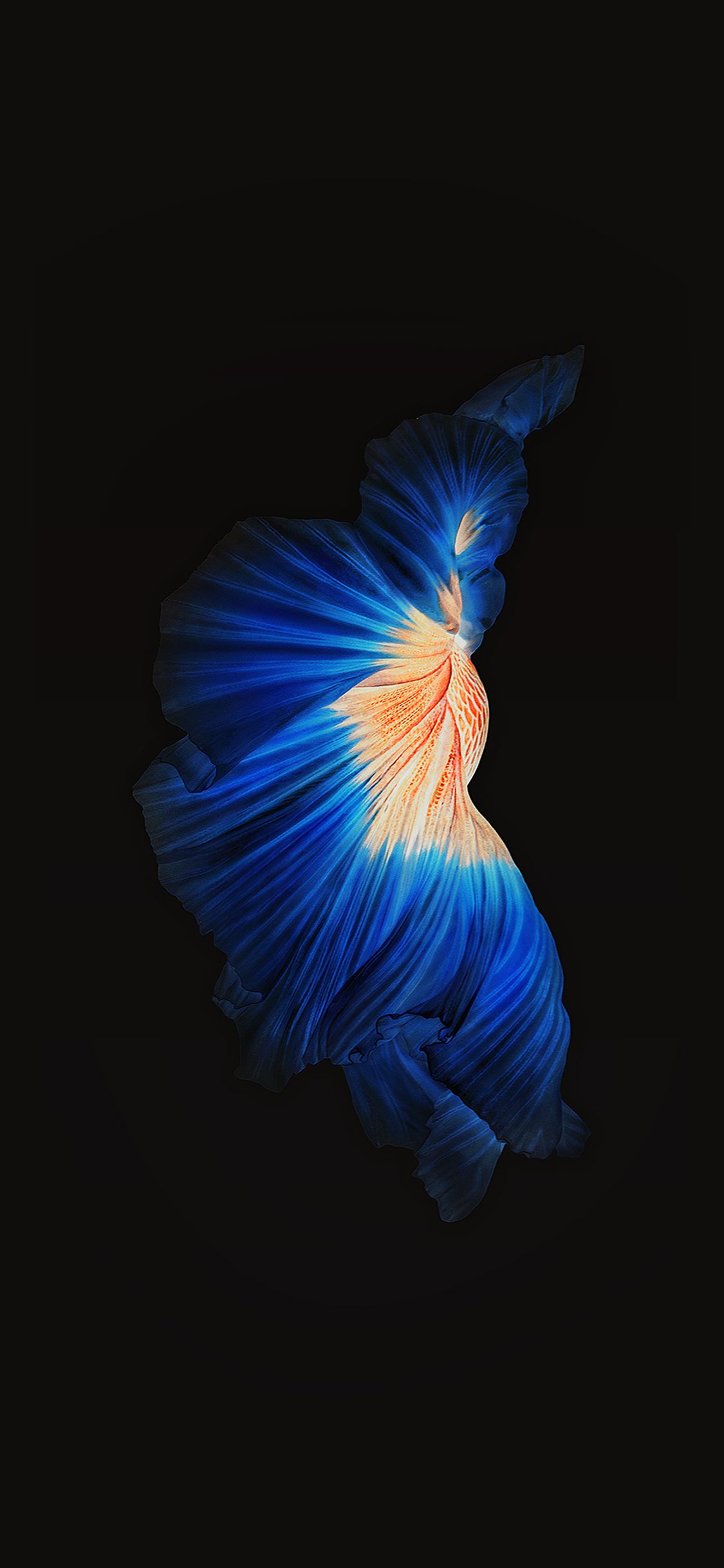 Seta blu astratta sfondo nero, 1125x2436 Full HD Verticale, iPhone Pro