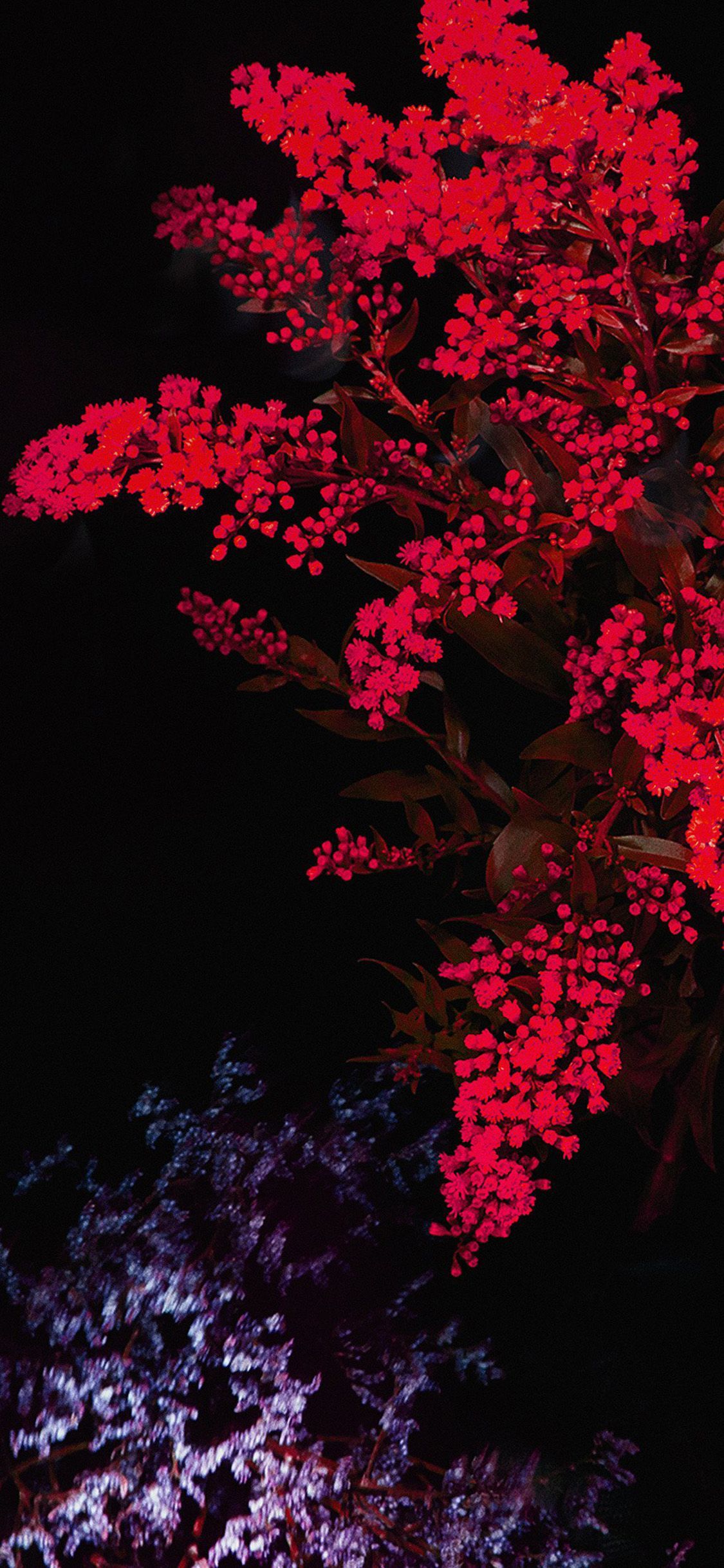 Fiori rossi su sfondo nero, 1125x2436 Verticale, iPhone