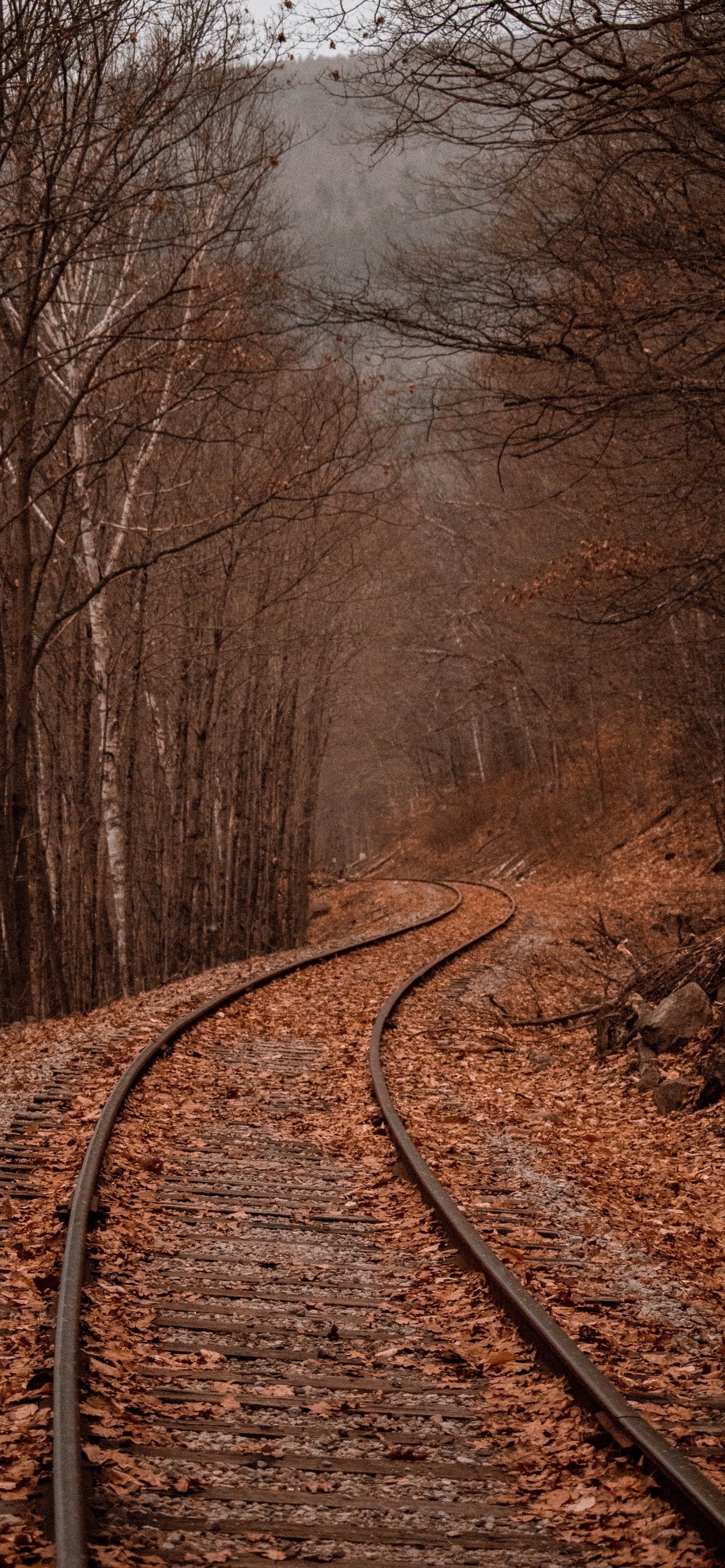 Binari ferroviari nel bosco autunnale, 1242x2688 Full HD Verticale, iPhone Pro Max