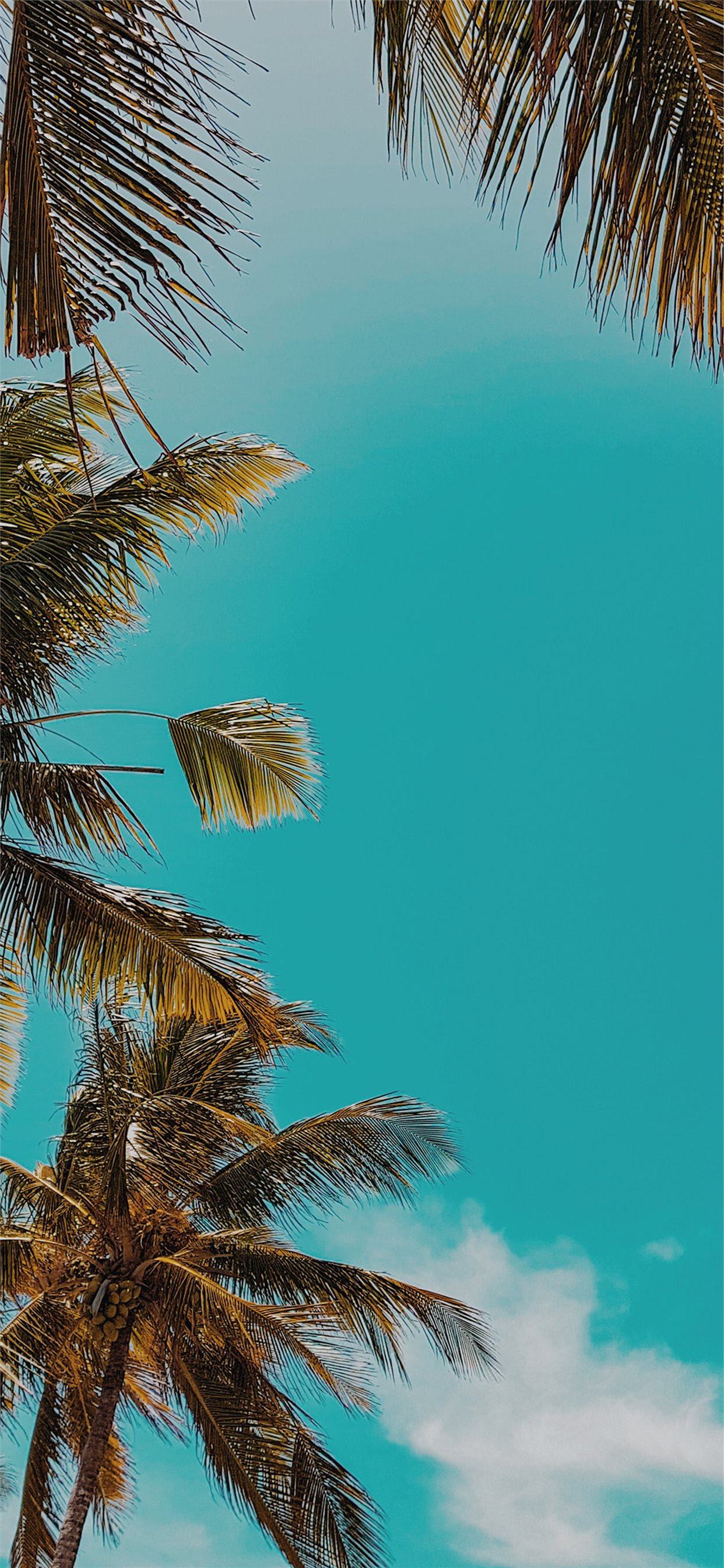 Palme tropicali cielo azzurro, 1242x2688 Verticale, iPhone Pro