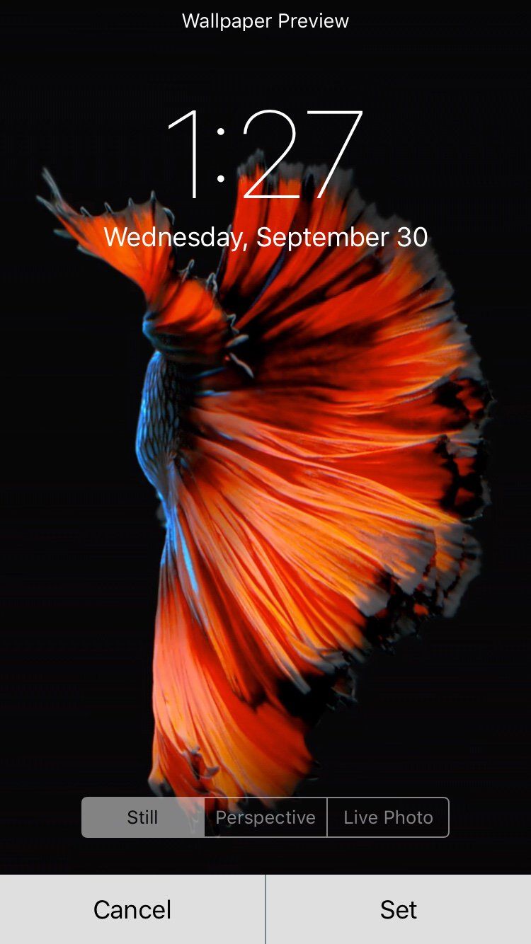 Pesce betta arancione live wallpaper, 750x1334 Verticale, iPhone Pro Max
