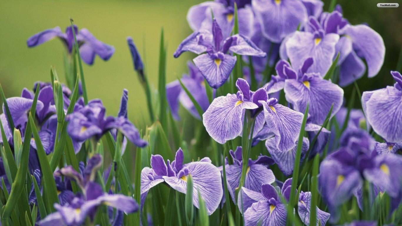Fiori di iris viola, 1366x768 HD, Desktop