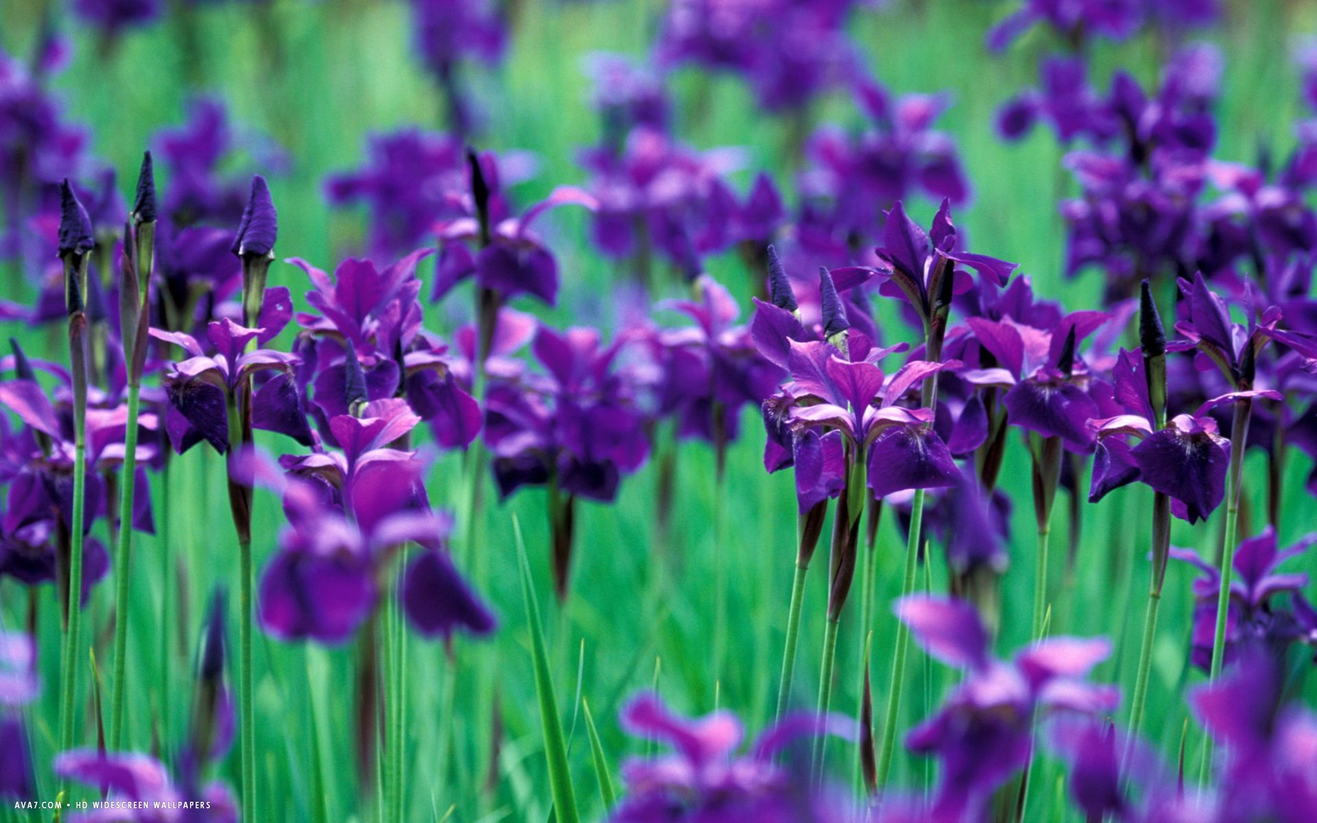 Fiori di iris viola nel prato, 1920x1200 WUXGA, iMac