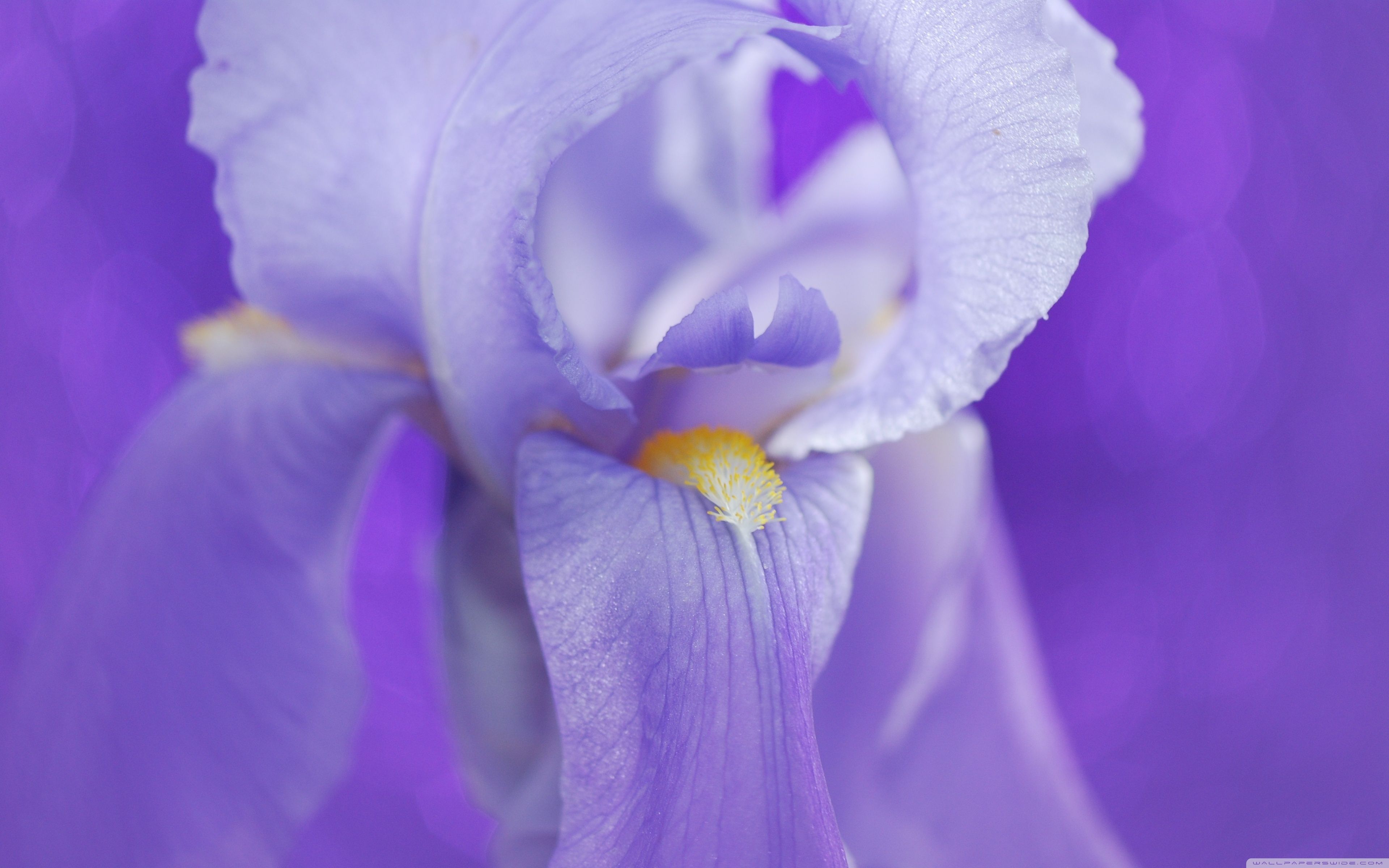 Fiore di iris viola, 3840x2400 4K, Desktop 4K