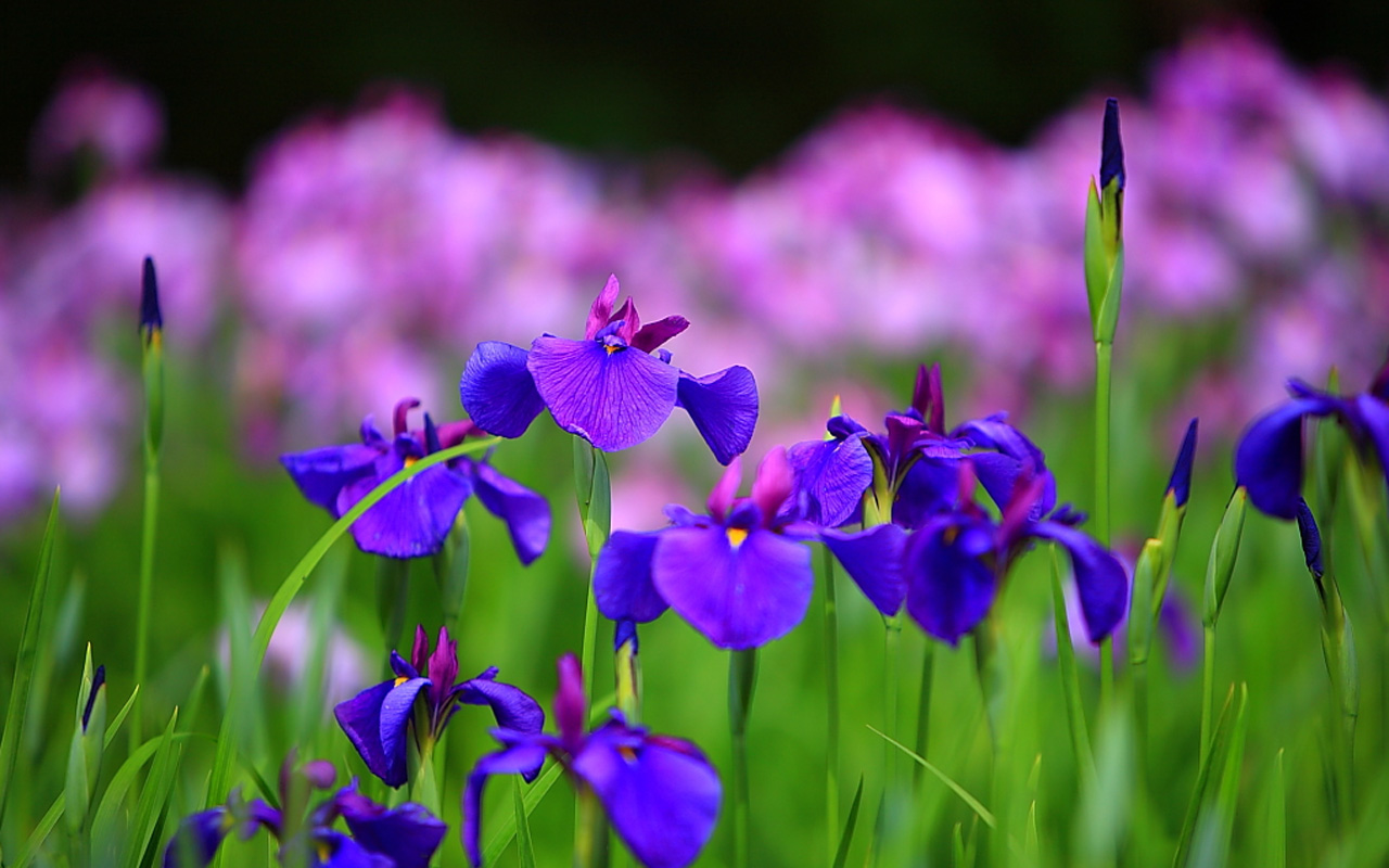 Fiori di iris viola, 1280x800 720p, Acer Nitro