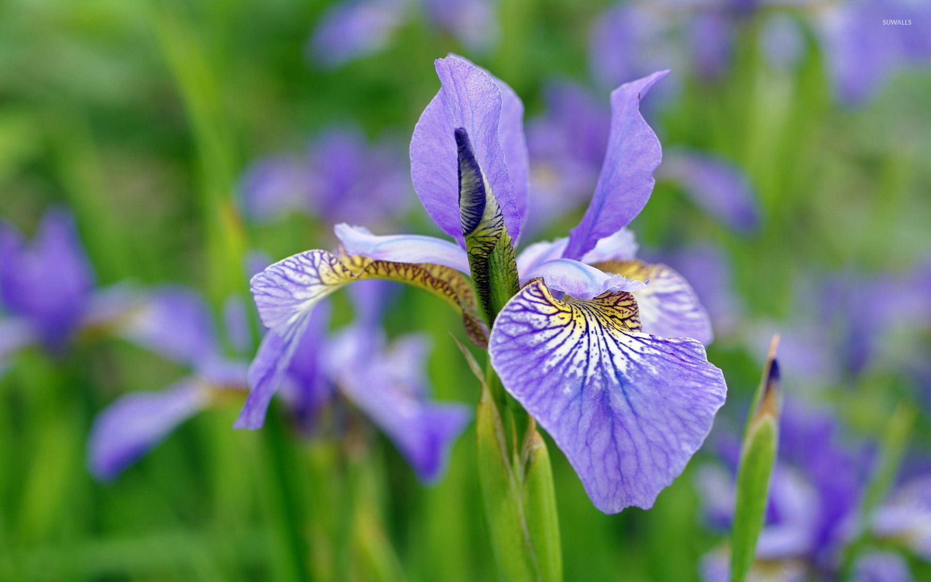 Fiore di iris viola, 1920x1200 Full HD+ WUXGA, Desktop