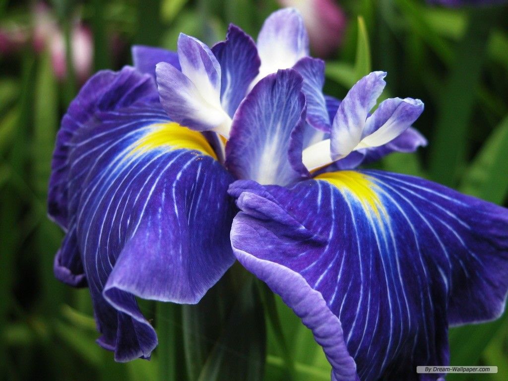 Fiori di Iris viola, 1024x768 HD, Desktop
