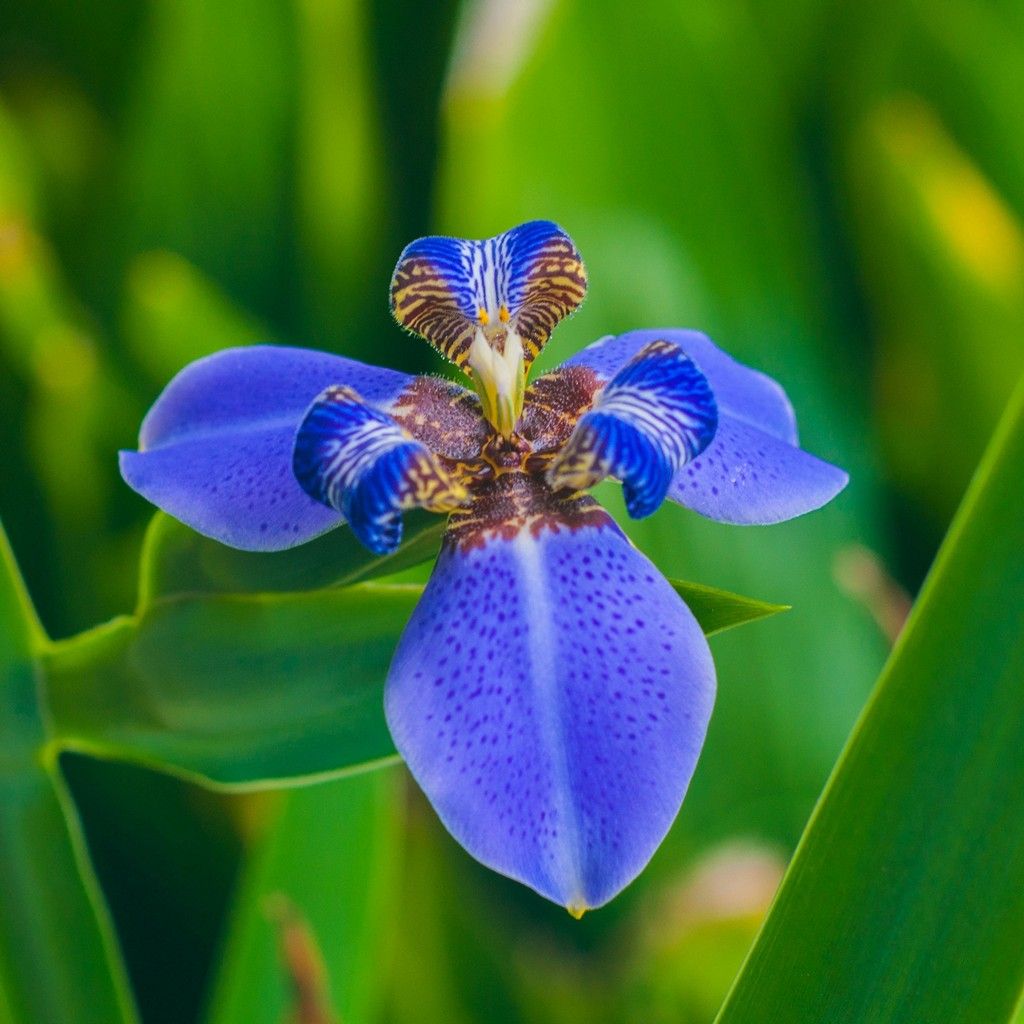 Fiore di iris blu, 1024x1024 HD, PC
