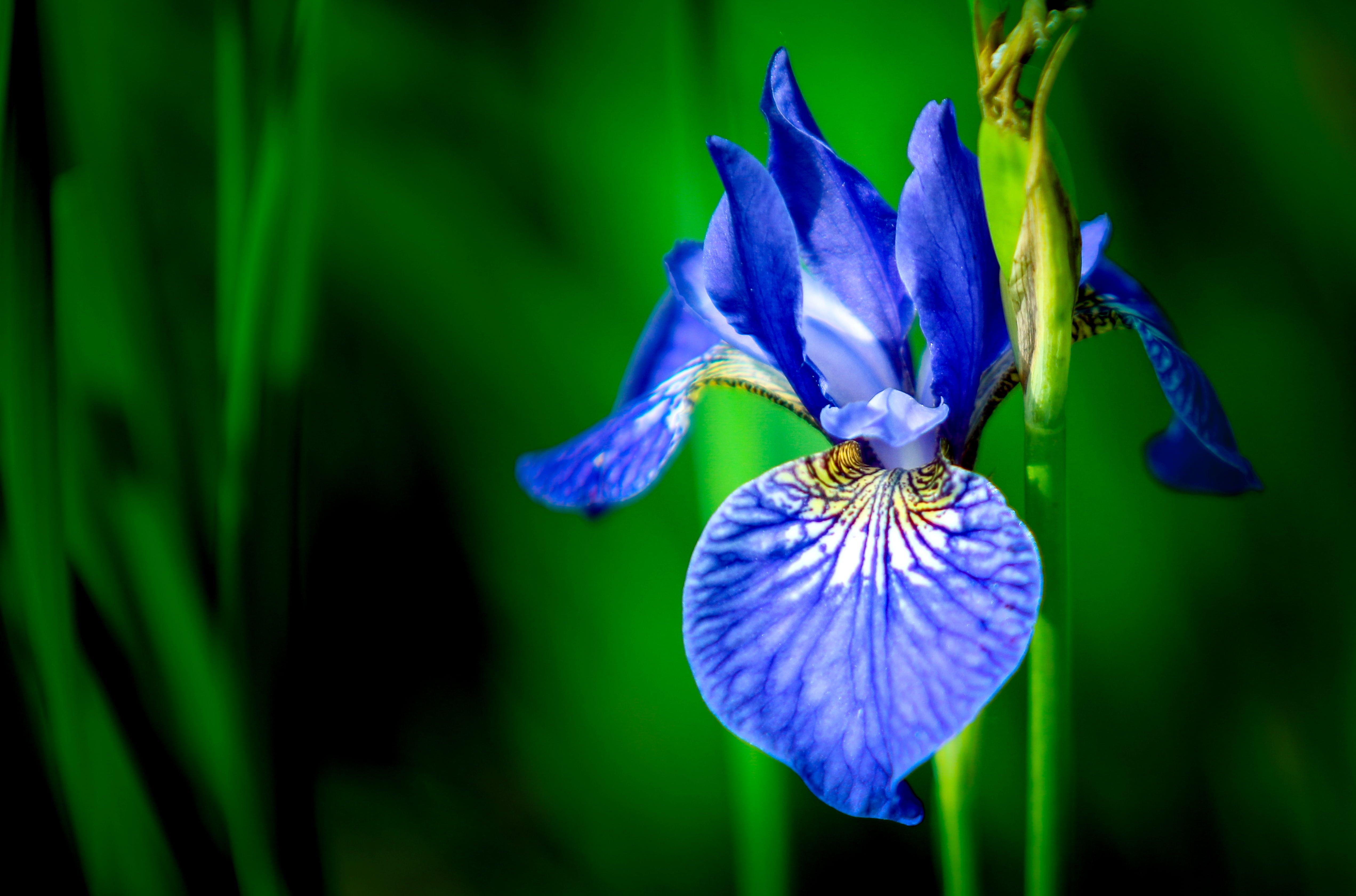 Fiore di iris blu, 5087x3362 4K, Desktop 4K