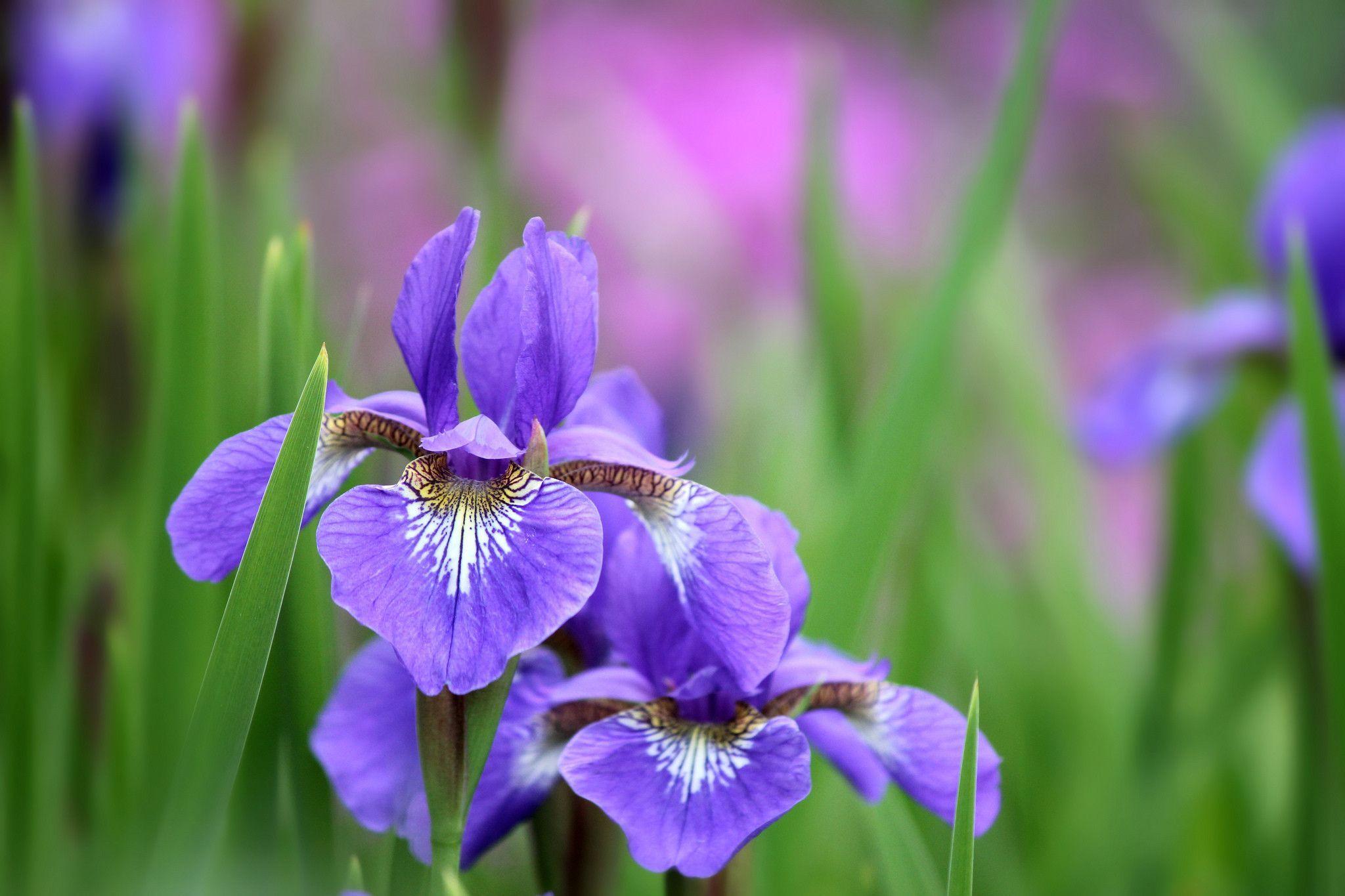Fiori di iris viola, 2048x1365 alta risoluzione, Laptop