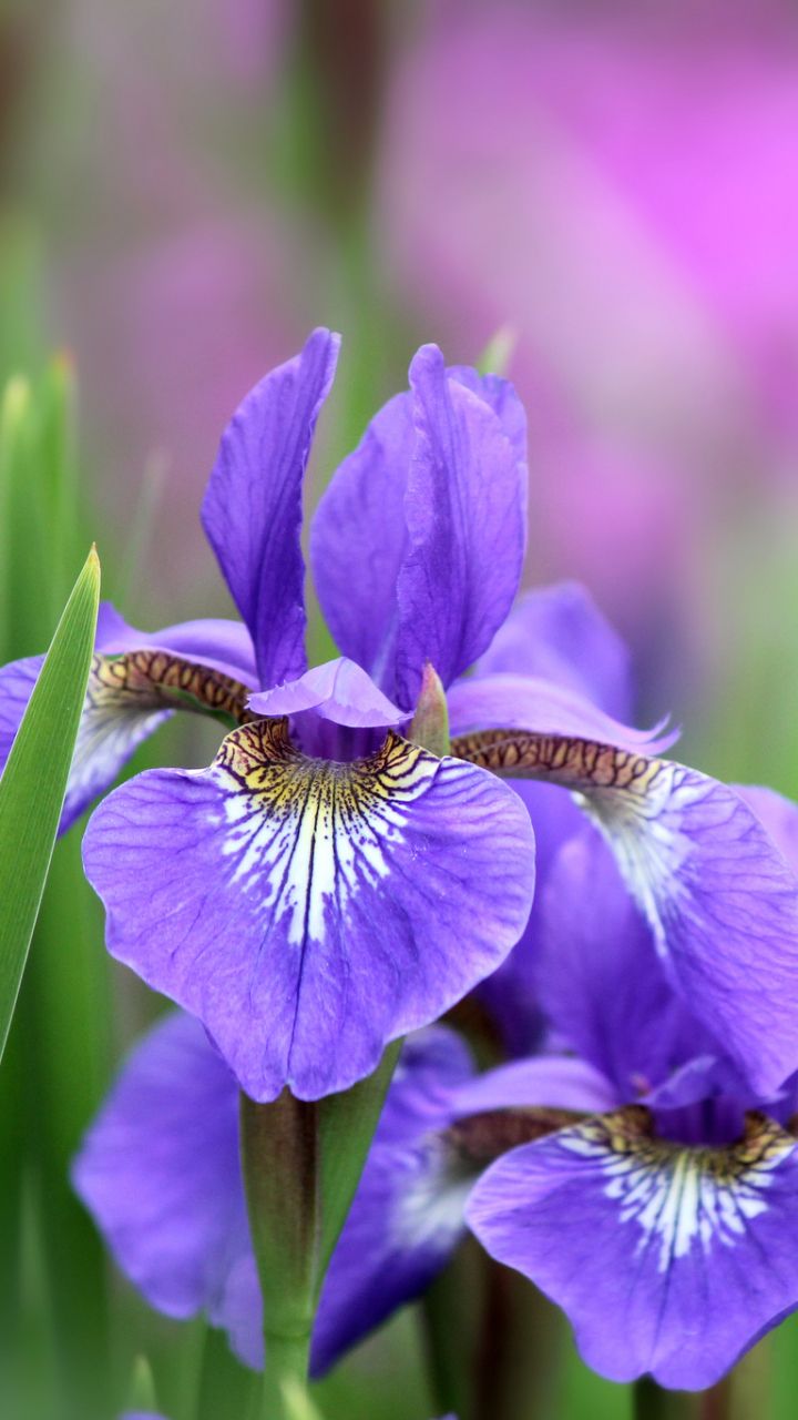 Fiori di iris viola, 720x1280 Verticale, Xiaomi