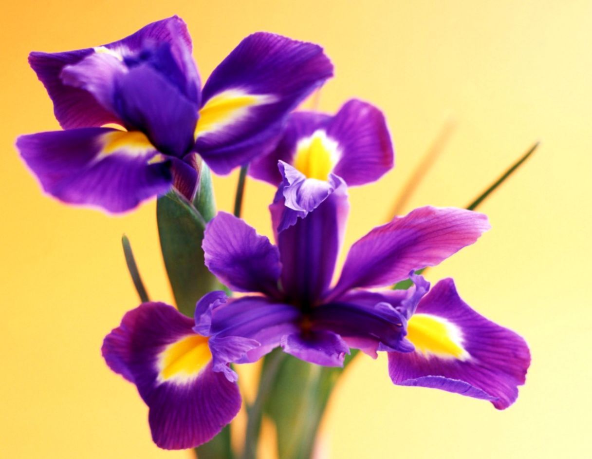 Fiori di iris viola, 1216x942 HD, PC
