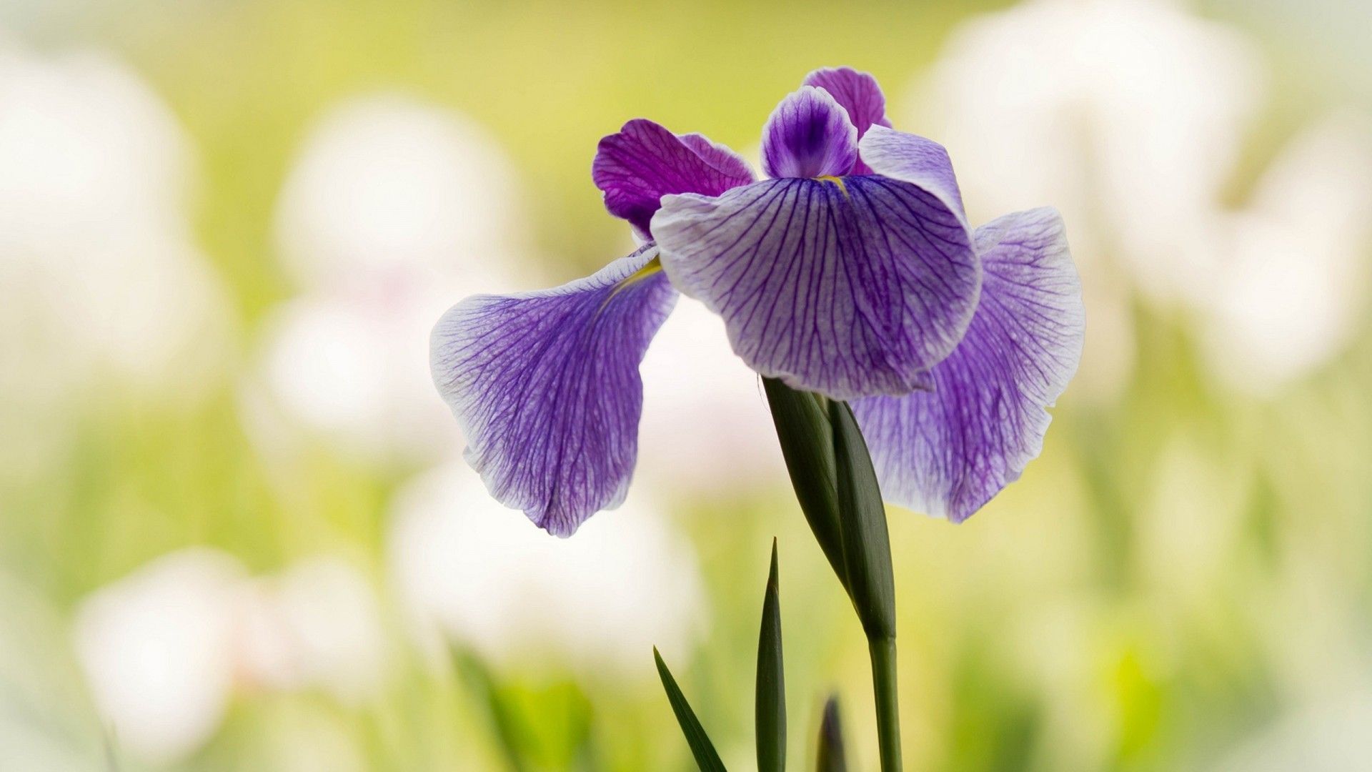 Fiore di Iris viola, 1920x1080 1080p, PC