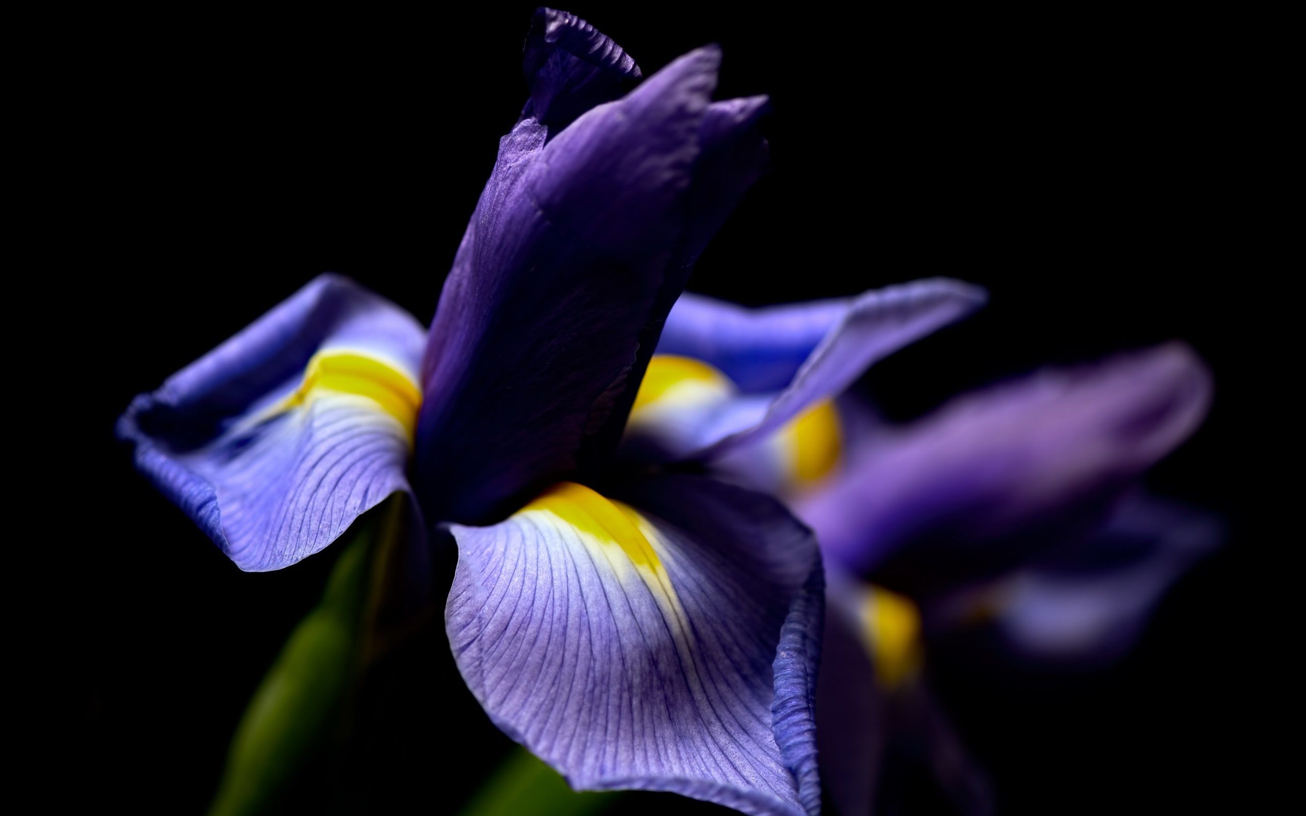 Fiore di iris viola macro, 2560x1600 WQXGA, Desktop