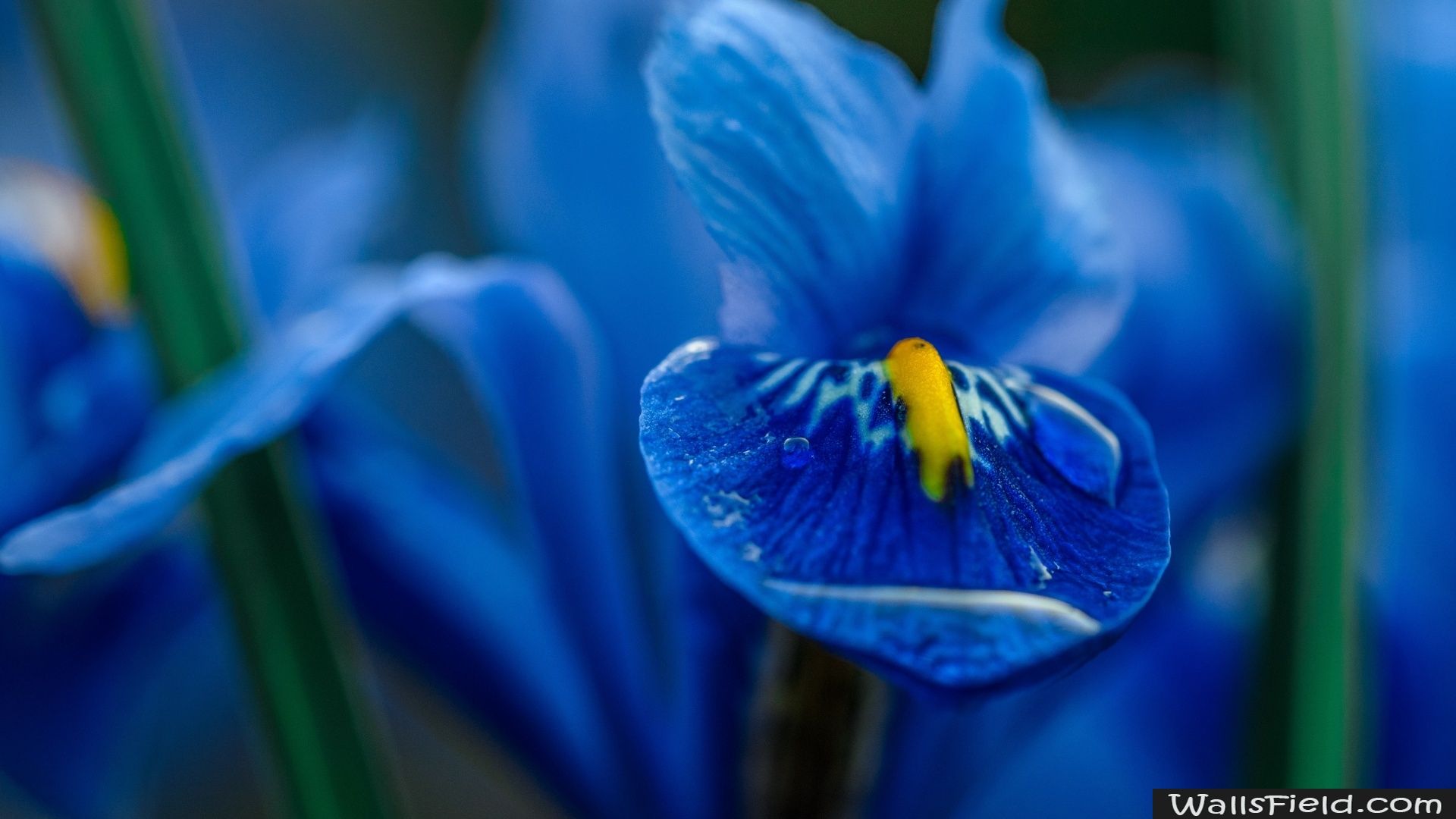 Fiore di iris blu macro, 1920x1080 Full HD 1080p, Desktop