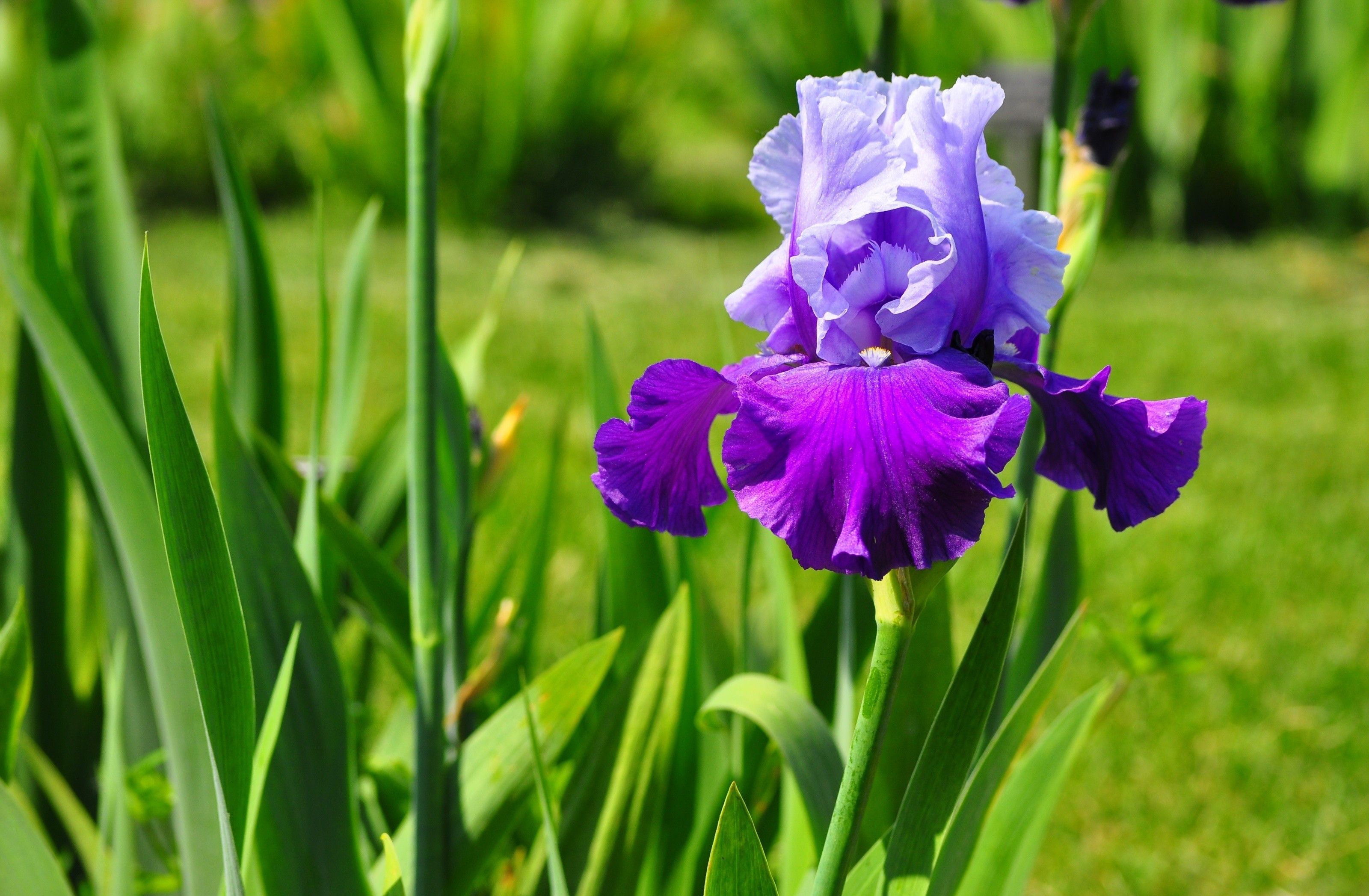 Fiore di iris viola, 3200x2095 WQXGA, Laptop