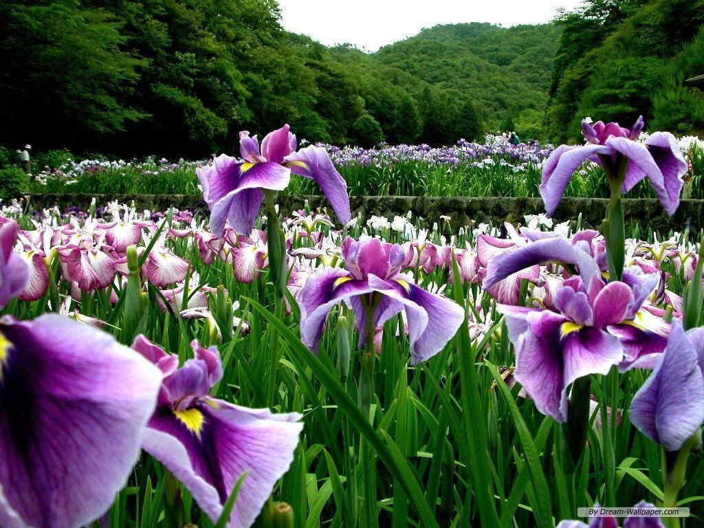 Campo di fiori iris viola, 1024x768 HD, Laptop