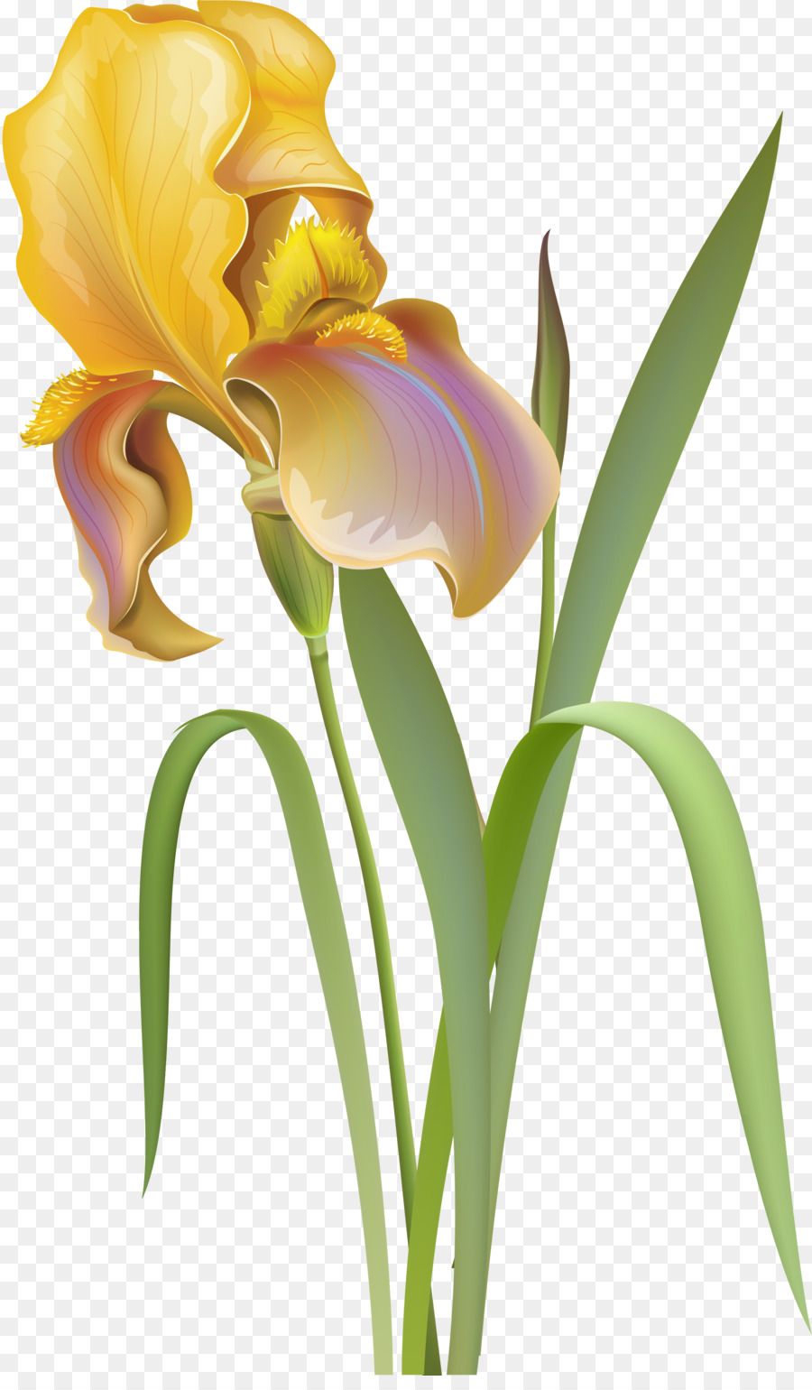 Fiore di iris giallo, 900x1540 Verticale, Xiaomi