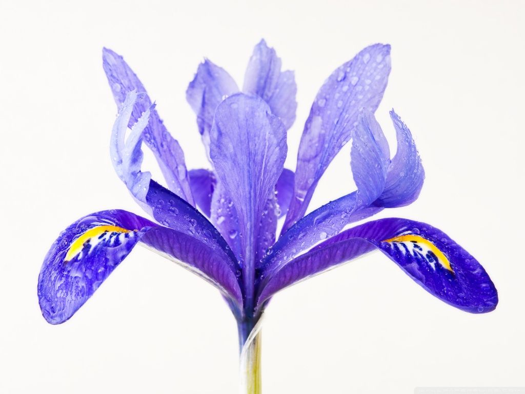 Fiore di Iris viola con gocce d'acqua, 1024x768 HD, PC