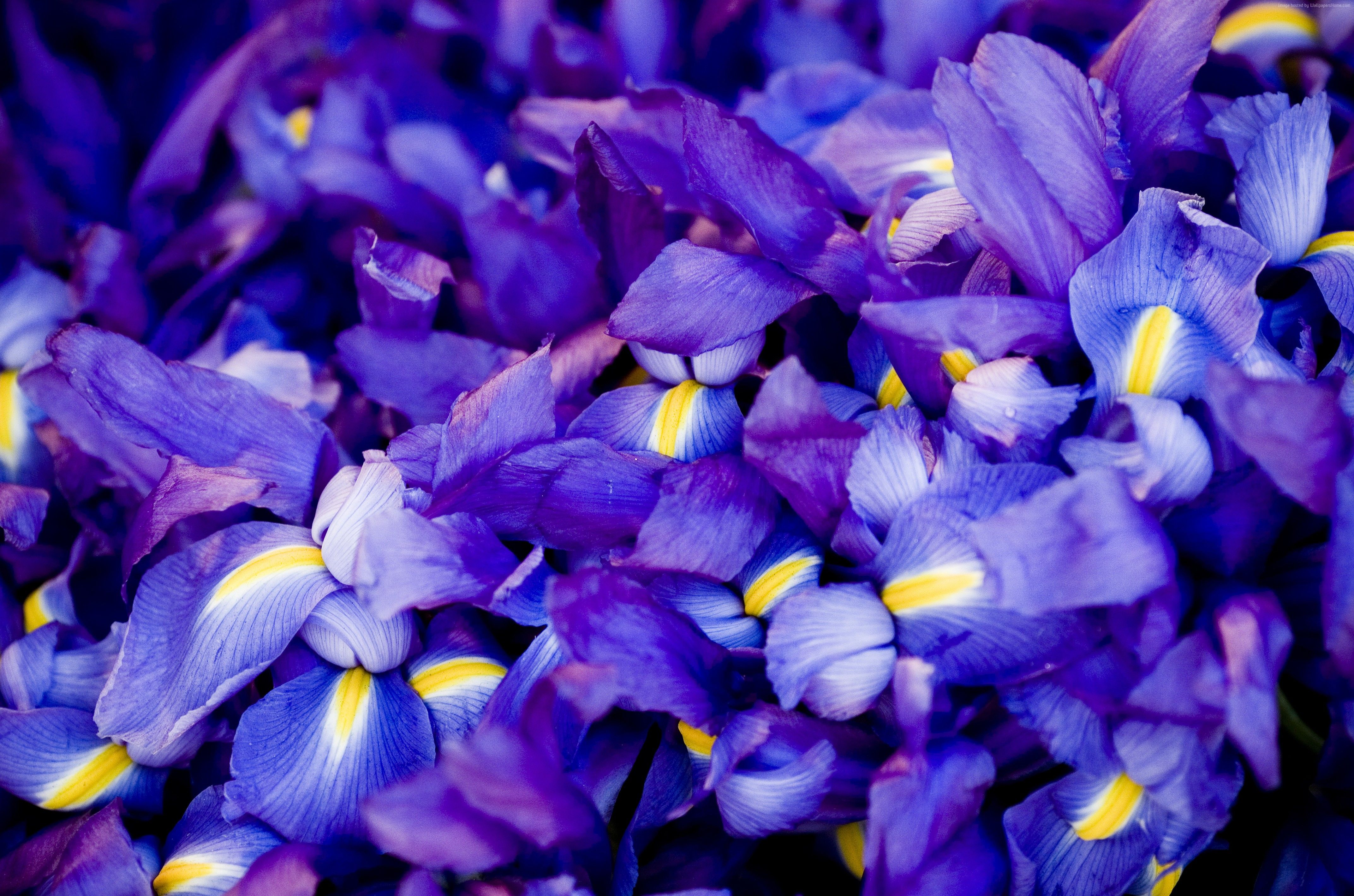 Fiori di iris viola macro, 4289x2838 4K, Desktop 4K