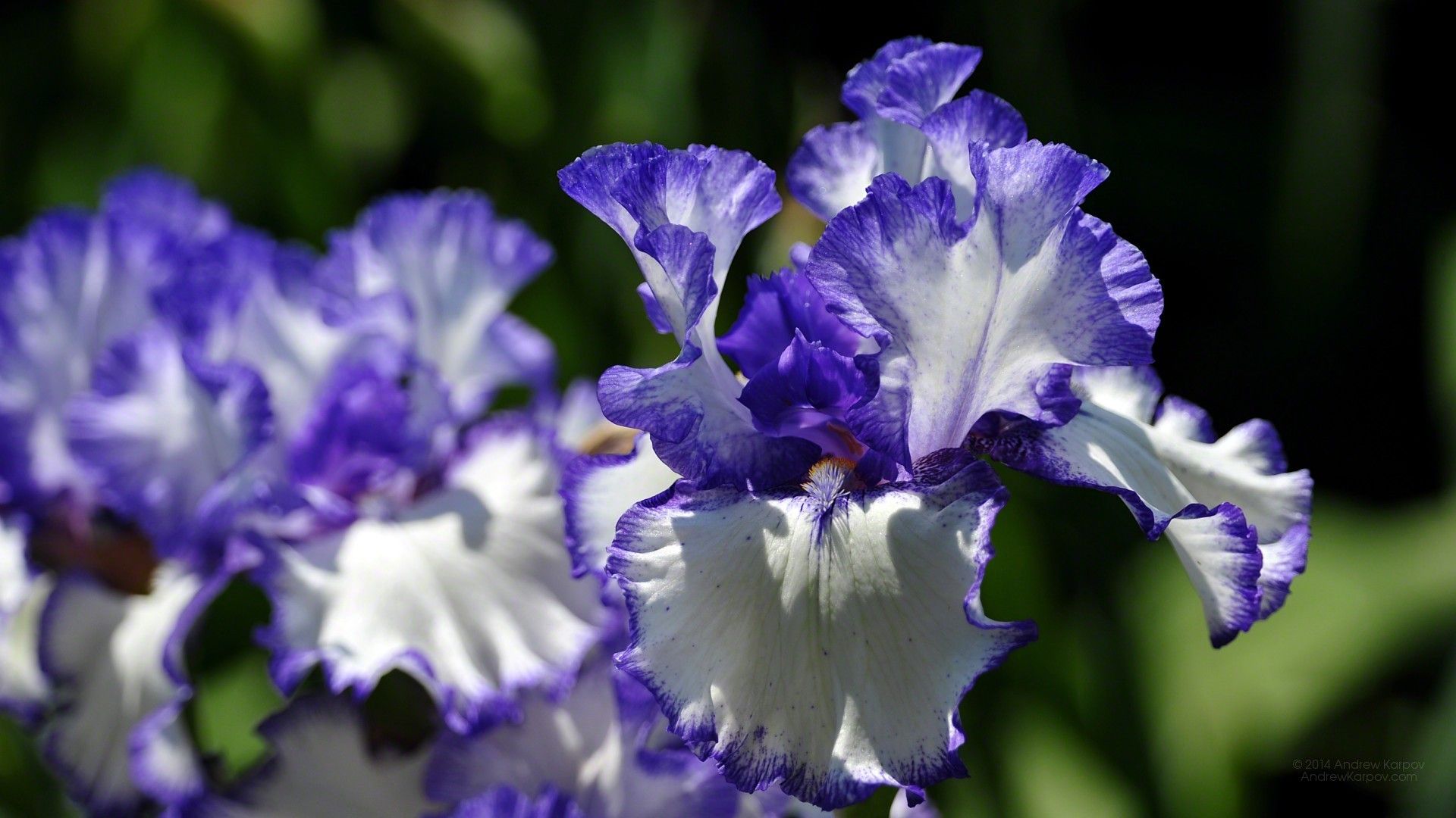 Fiori di Iris viola e bianco, 1920x1080 1080p, Desktop