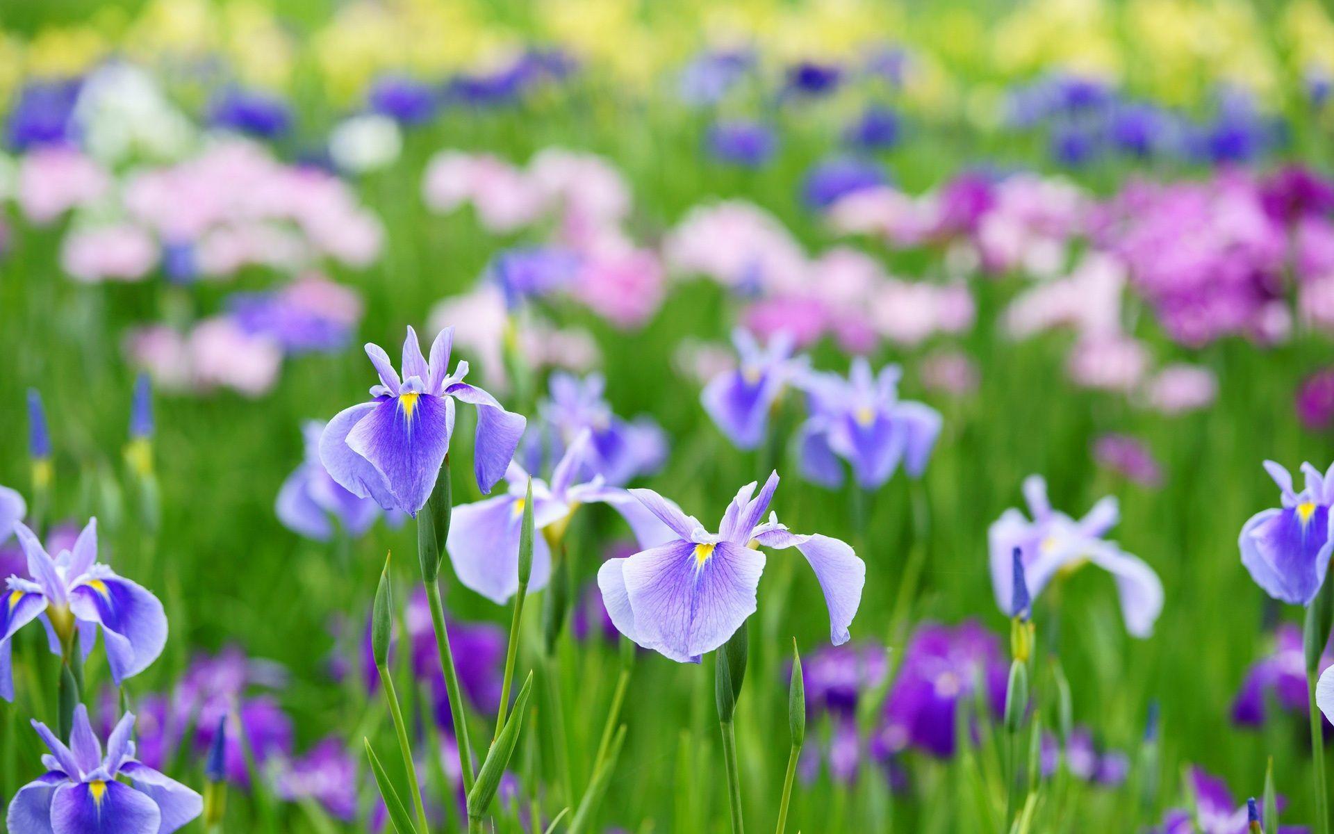 Fiori di Iris viola campo, 1920x1200 Full HD+ WUXGA, iMac