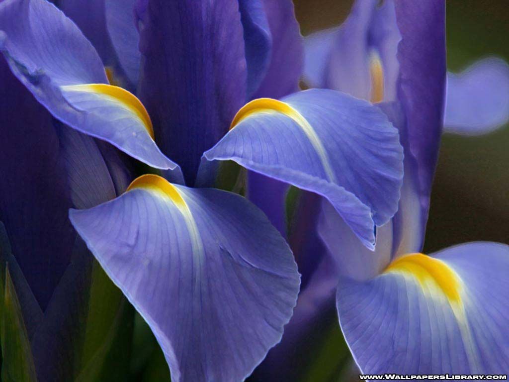 Fiori di Iris viola, 1024x768 HD, Desktop