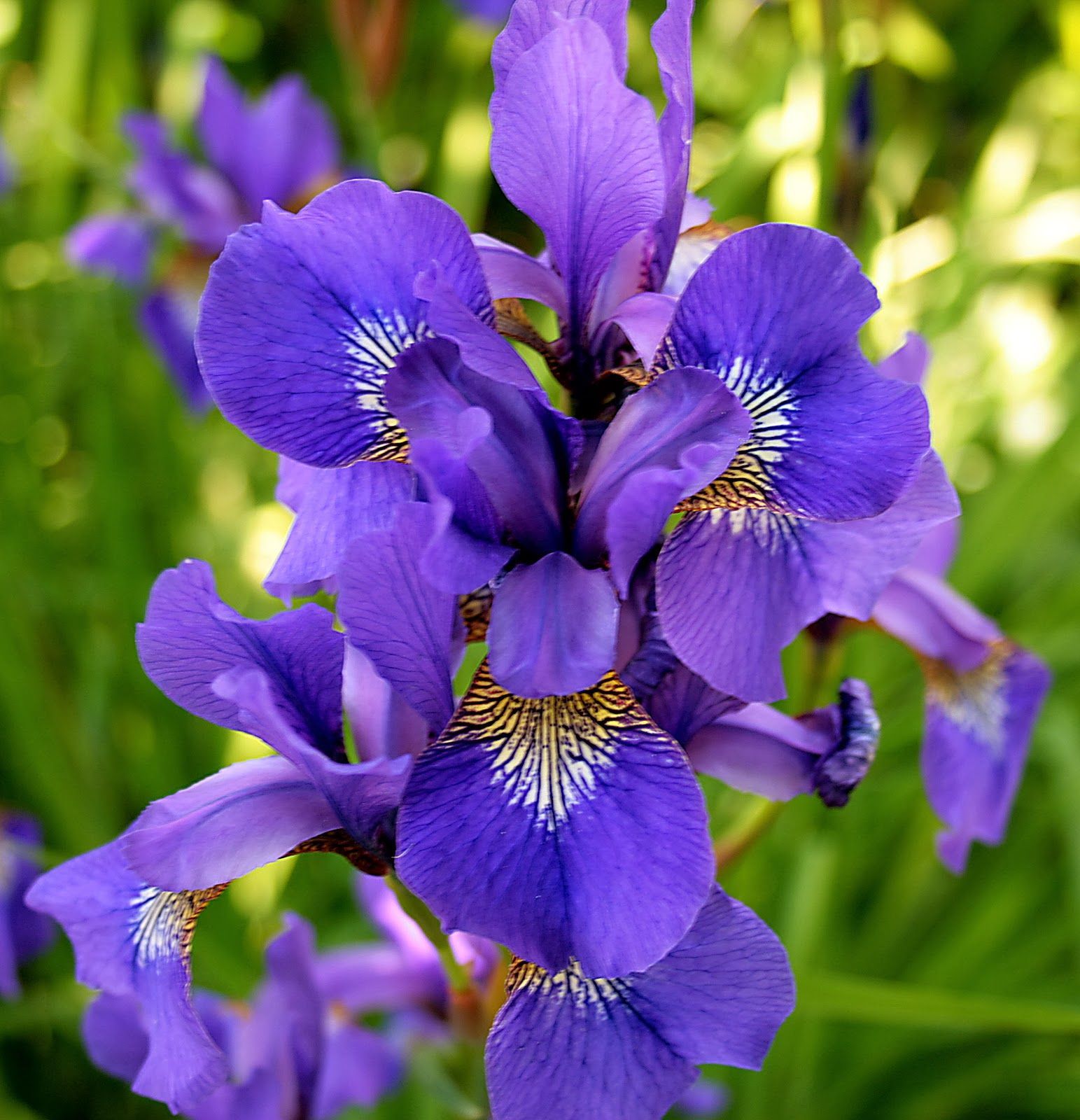 Fiori di iris viola, 1543x1600 Verticale, Telefono