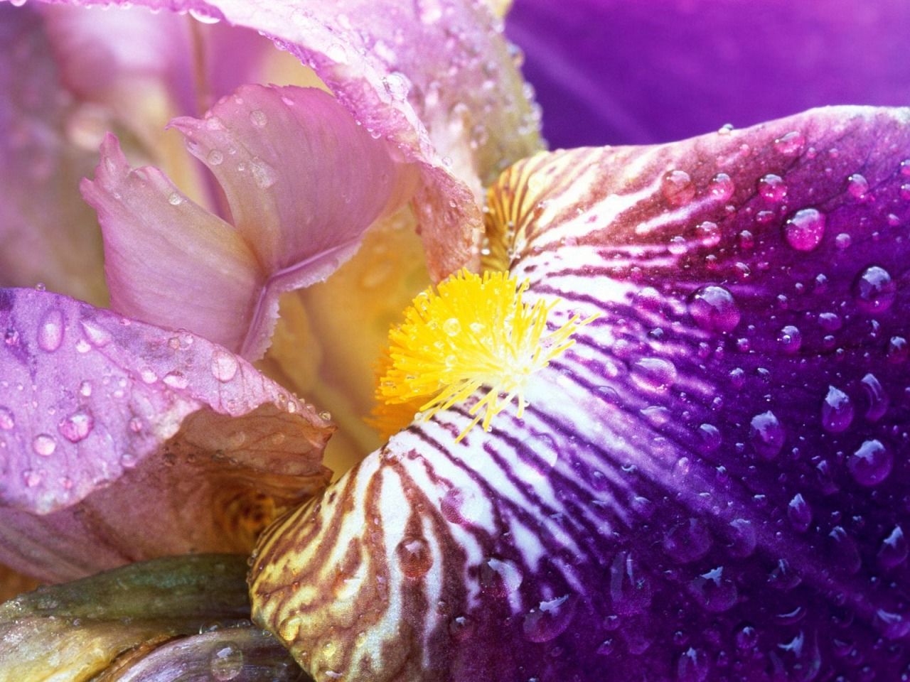Fiore di Iris viola primo piano, 1280x960 720p, Laptop