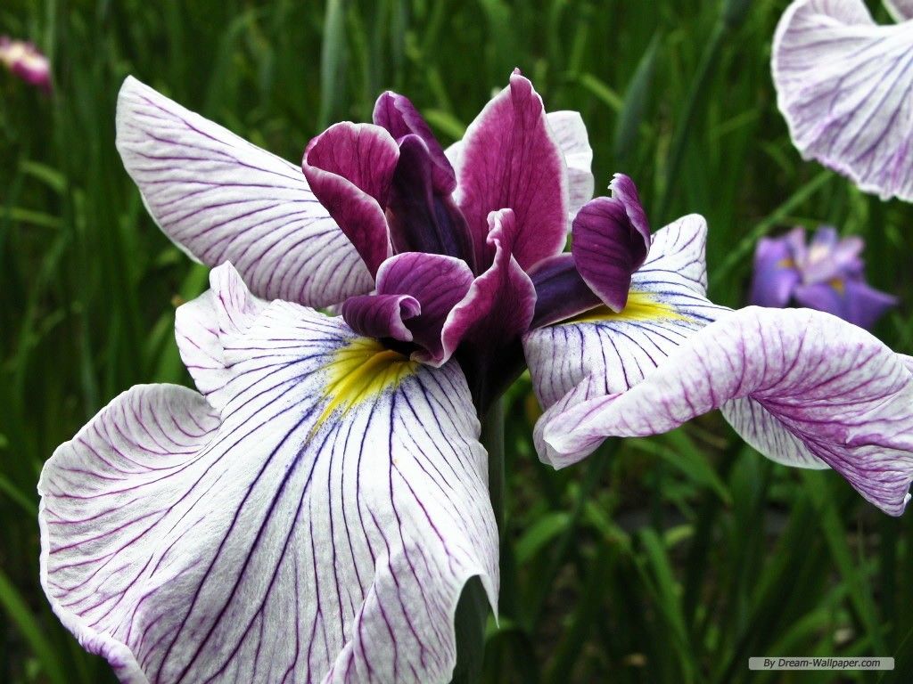 Fiori di Iris viola e bianco, 1024x768 HD, Desktop