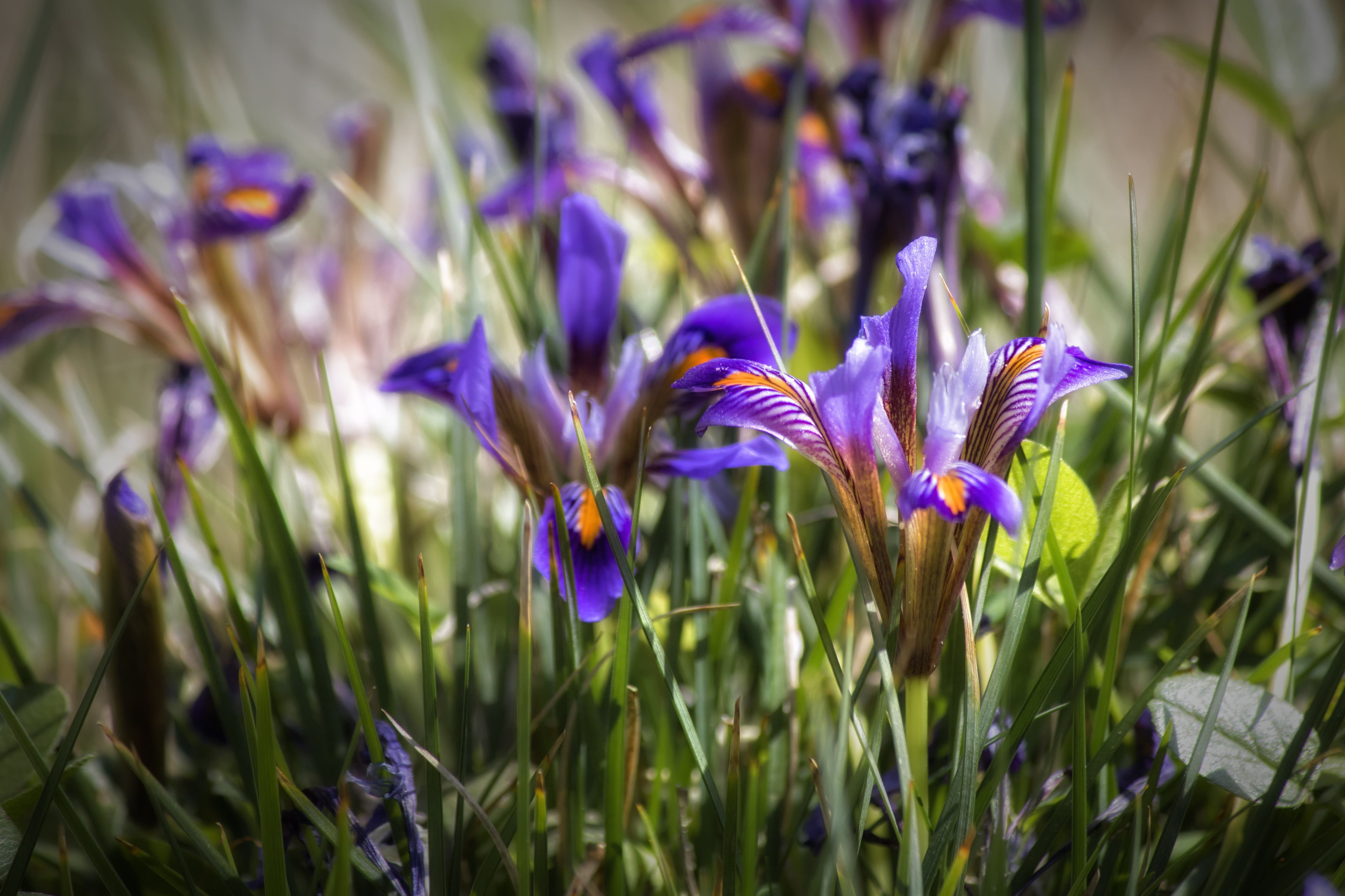Fiori di Iris viola, 5745x3830 UHD, PC 4K