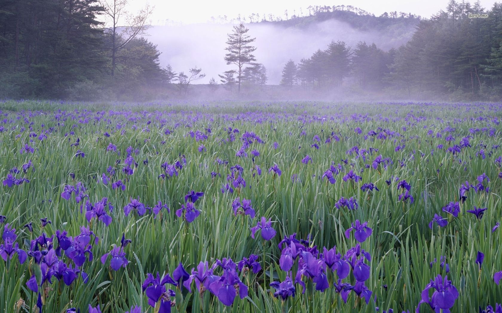 Campo di iris viola nella nebbia, 1680x1050 HD, Laptop