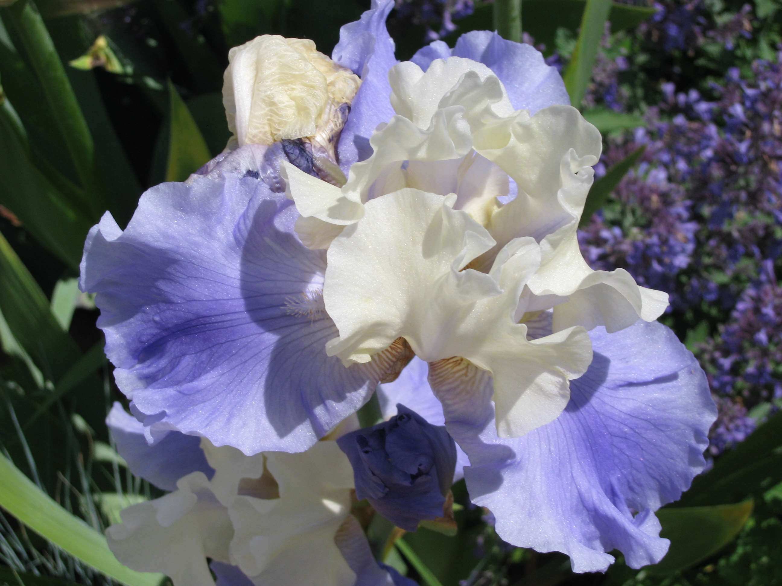 Fiori di iris viola e bianco, 2592x1944 2K+, Monitor Gaming