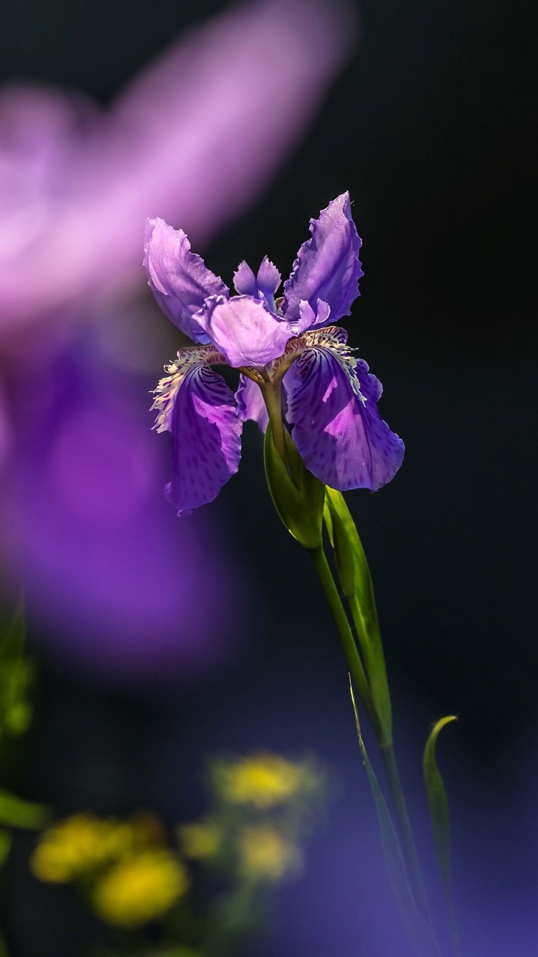 Fiore di iris viola primo piano, 1080x1920 Full HD Verticale, Smartphone