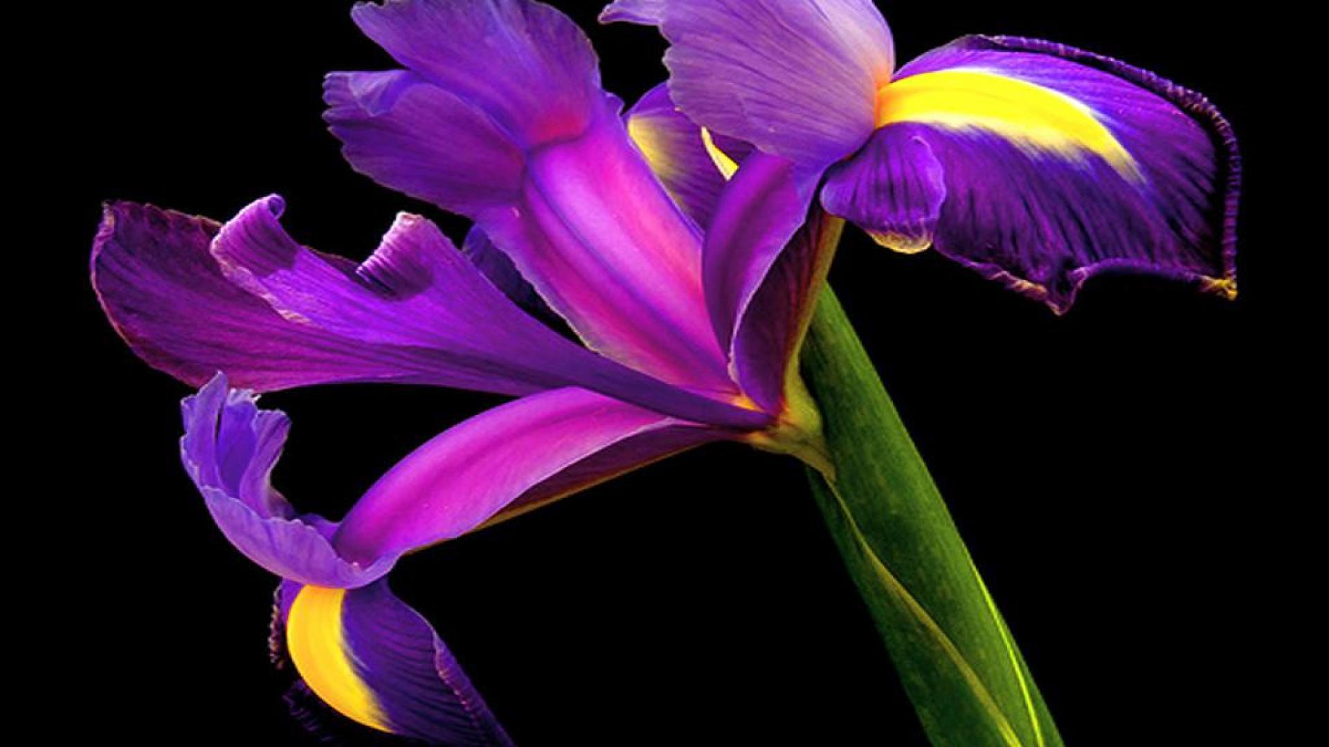 Fiori di iris viola su nero, 1920x1080 Full HD 1080p, PC