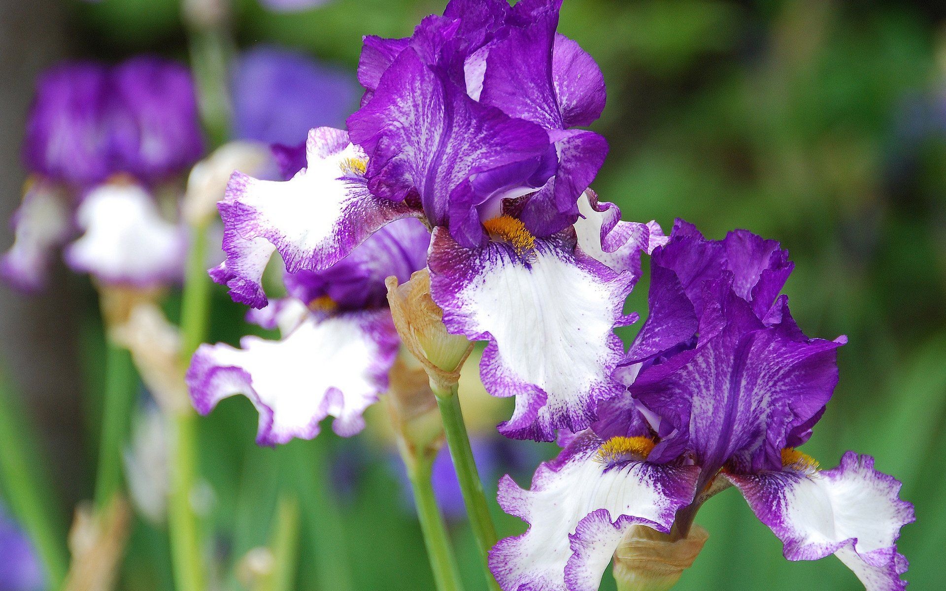 Fiori di Iris viola bianco, 1920x1200 Full HD+, Desktop