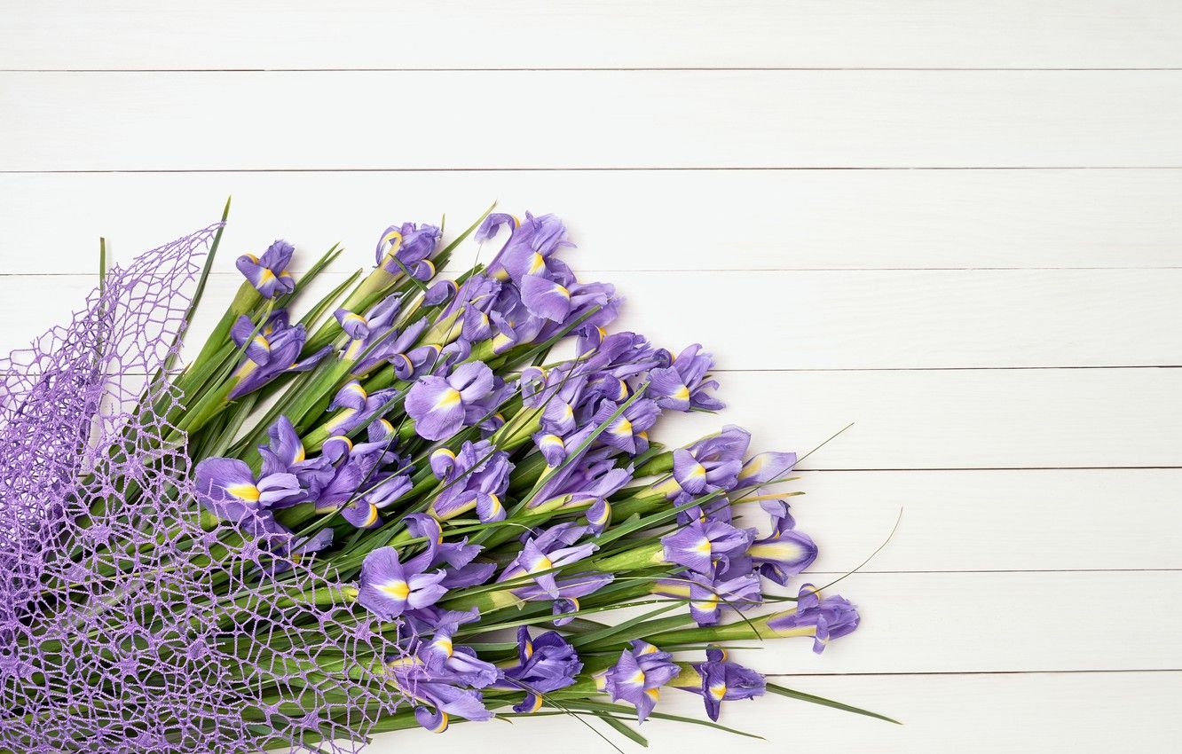 Bouquet fiori di iris viola, 1332x850 720p, PC