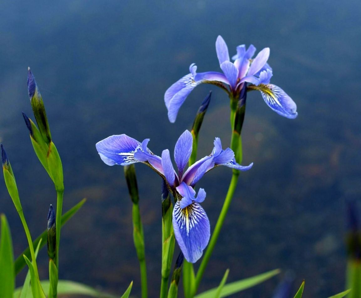 Fiori di iris blu viola, 1152x952 HD, PC