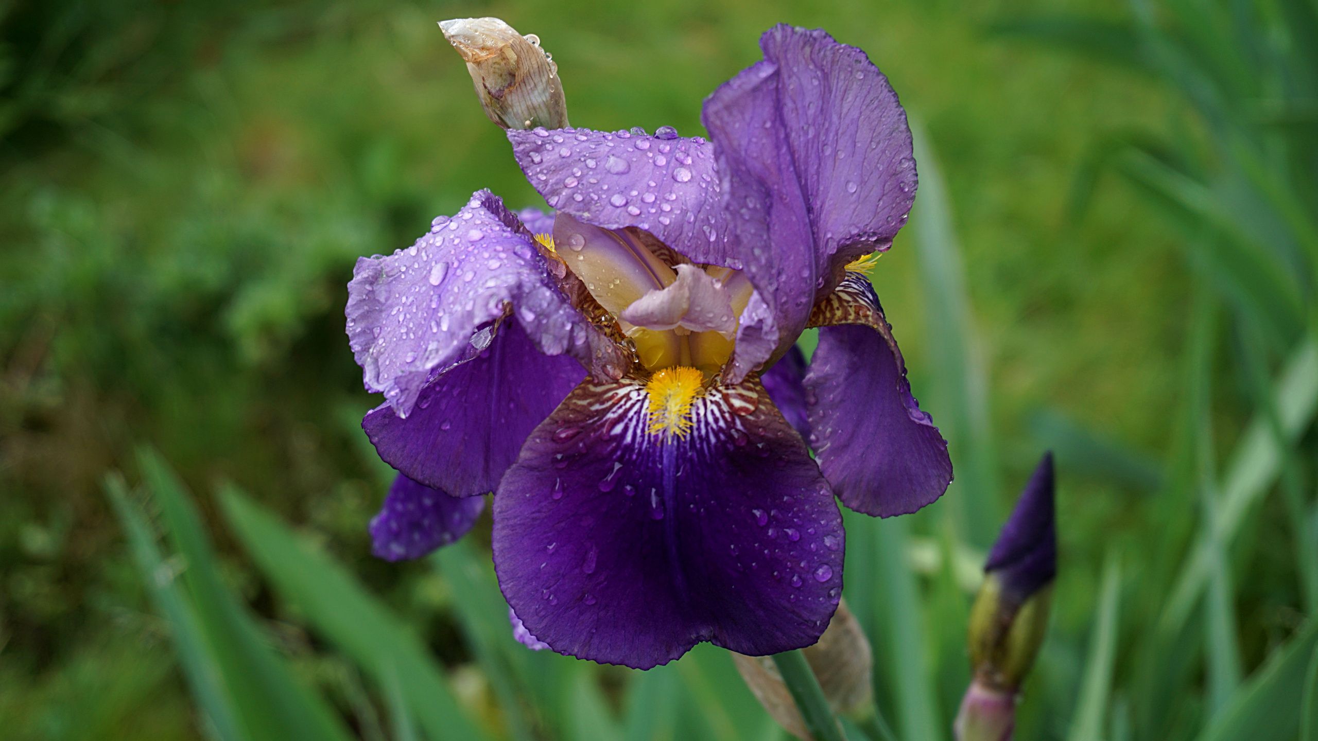 Fiore di iris viola con gocce, 2560x1440 QHD, Monitor Gaming