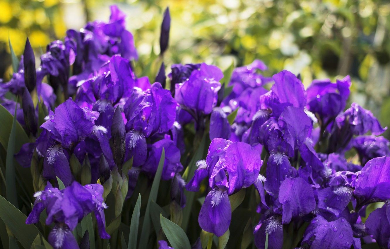 Fiori di iris viola, 1332x850 HD, Desktop