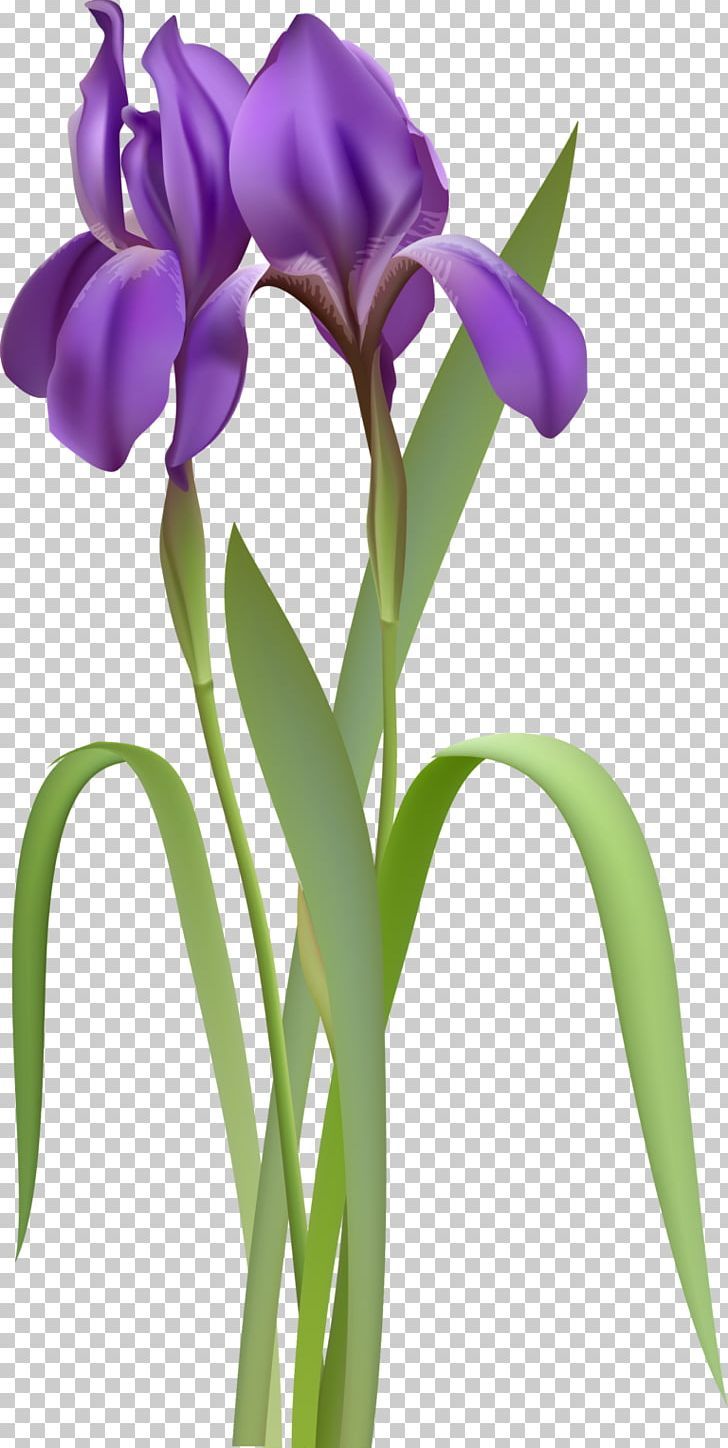 Fiori di iris viola, 728x1448 Verticale, Telefono