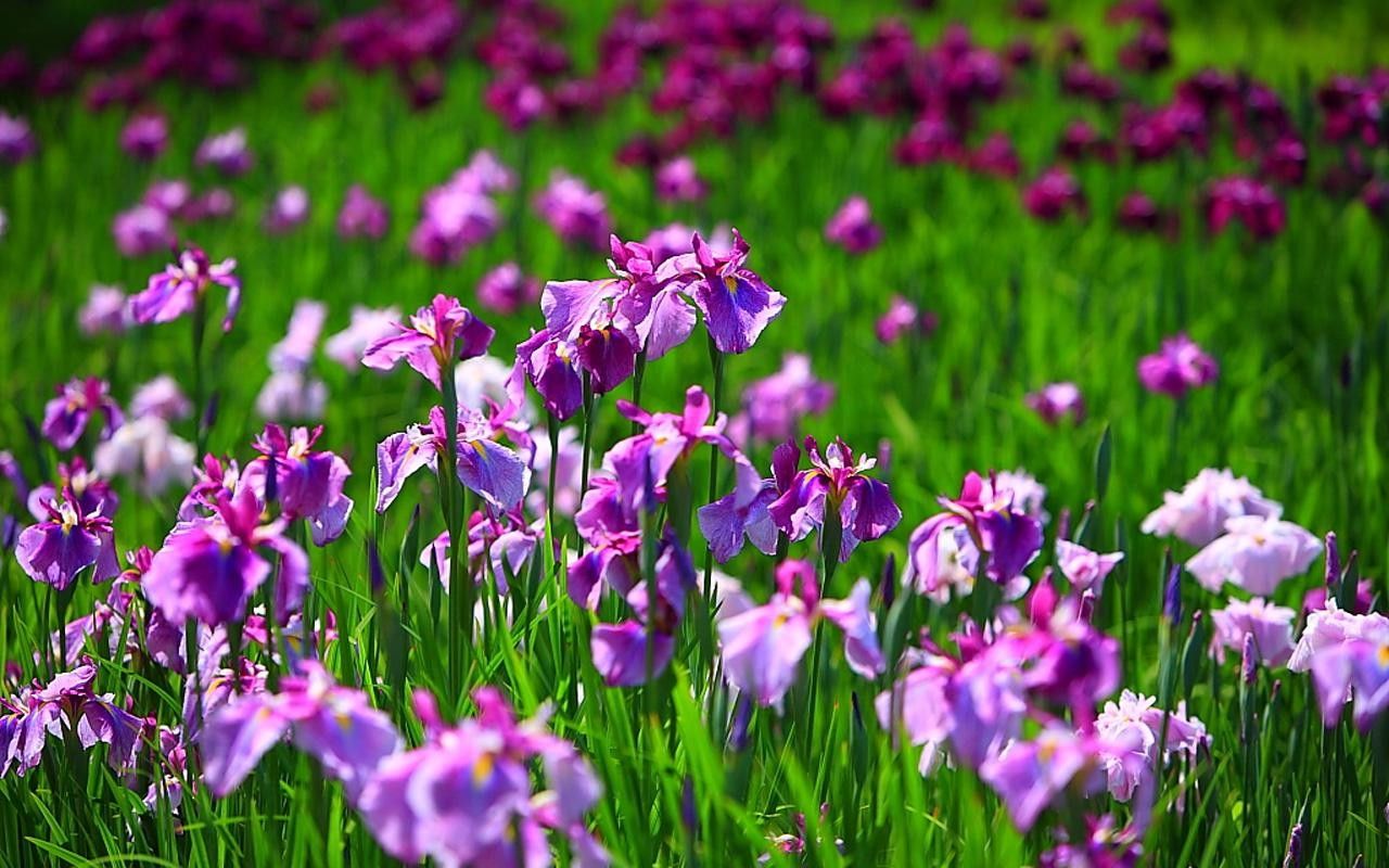Campo di fiori di iris viola, 1280x800 720p, PC