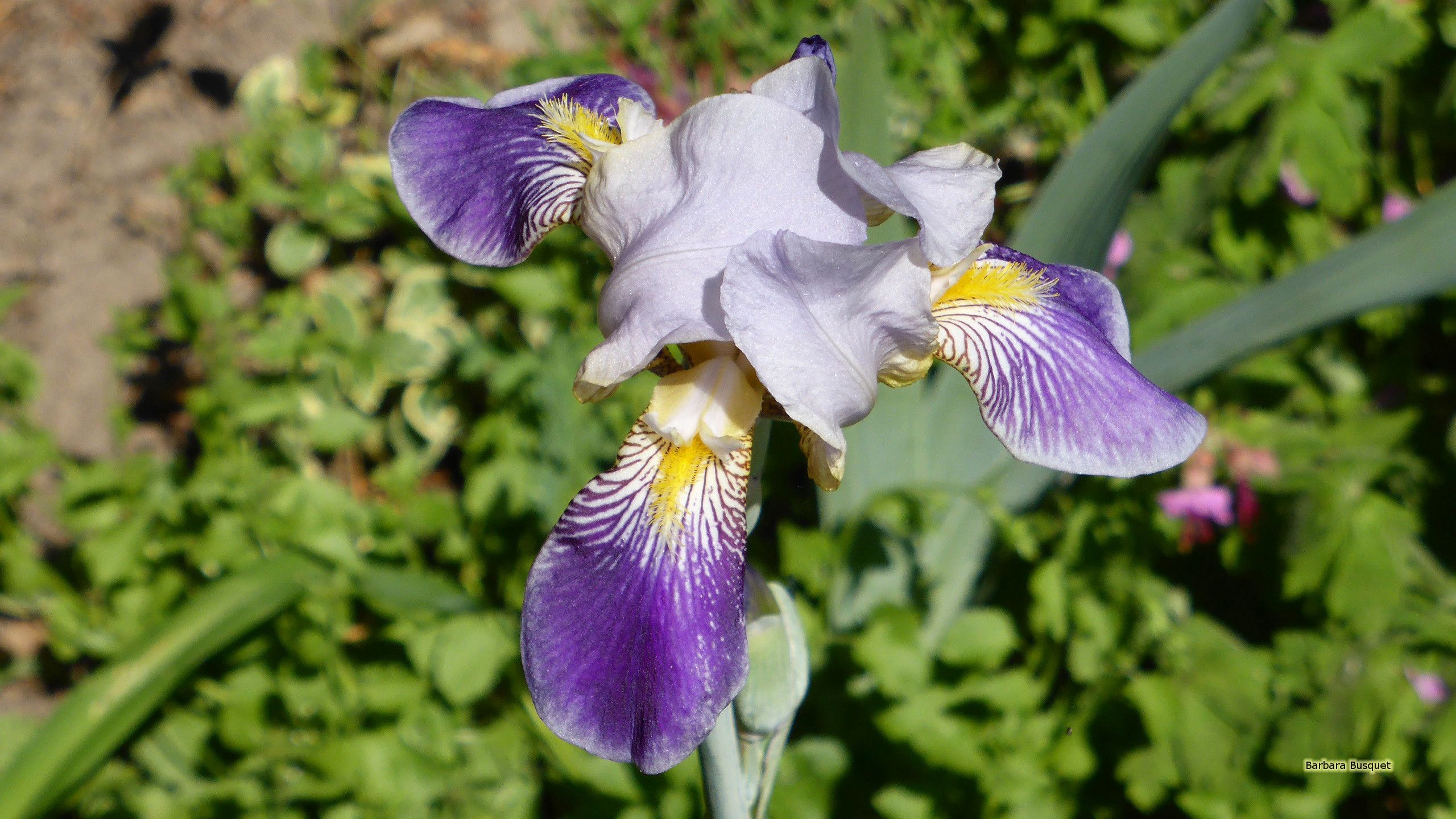 Fiore di Iris viola, 2560x1440 2K QHD, PC