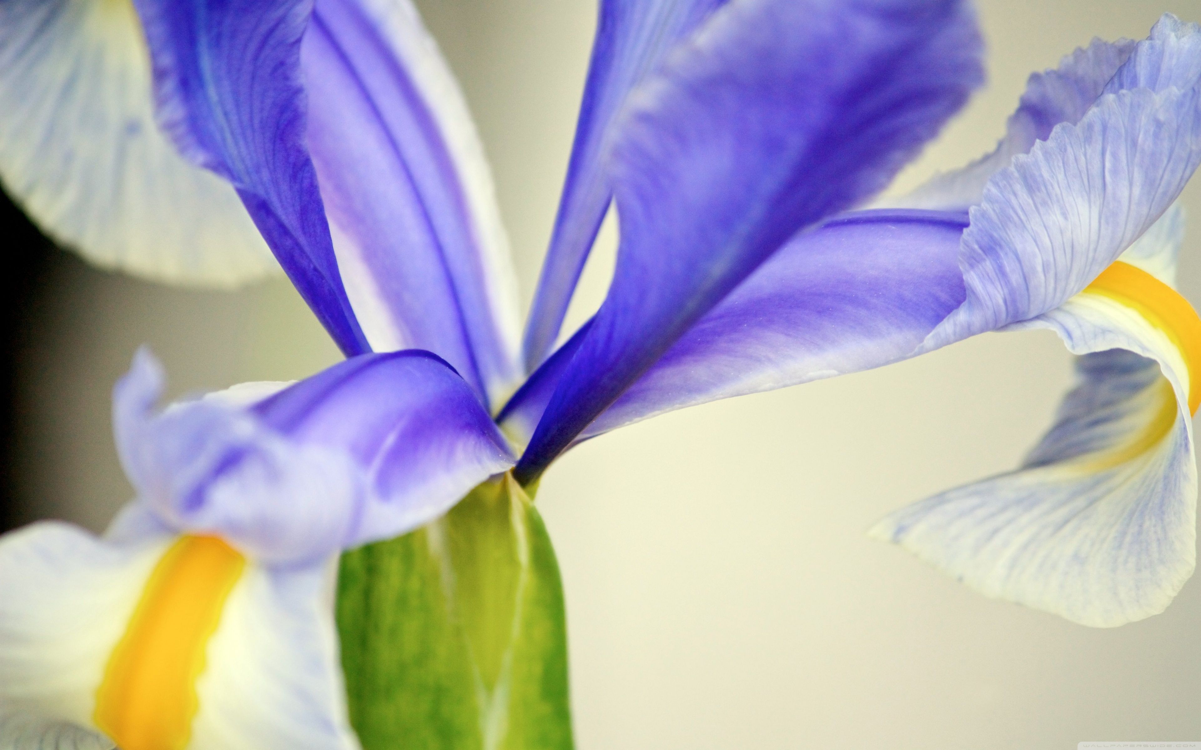 Fiore di iris viola primo piano, 3840x2400 4K, Desktop 4K