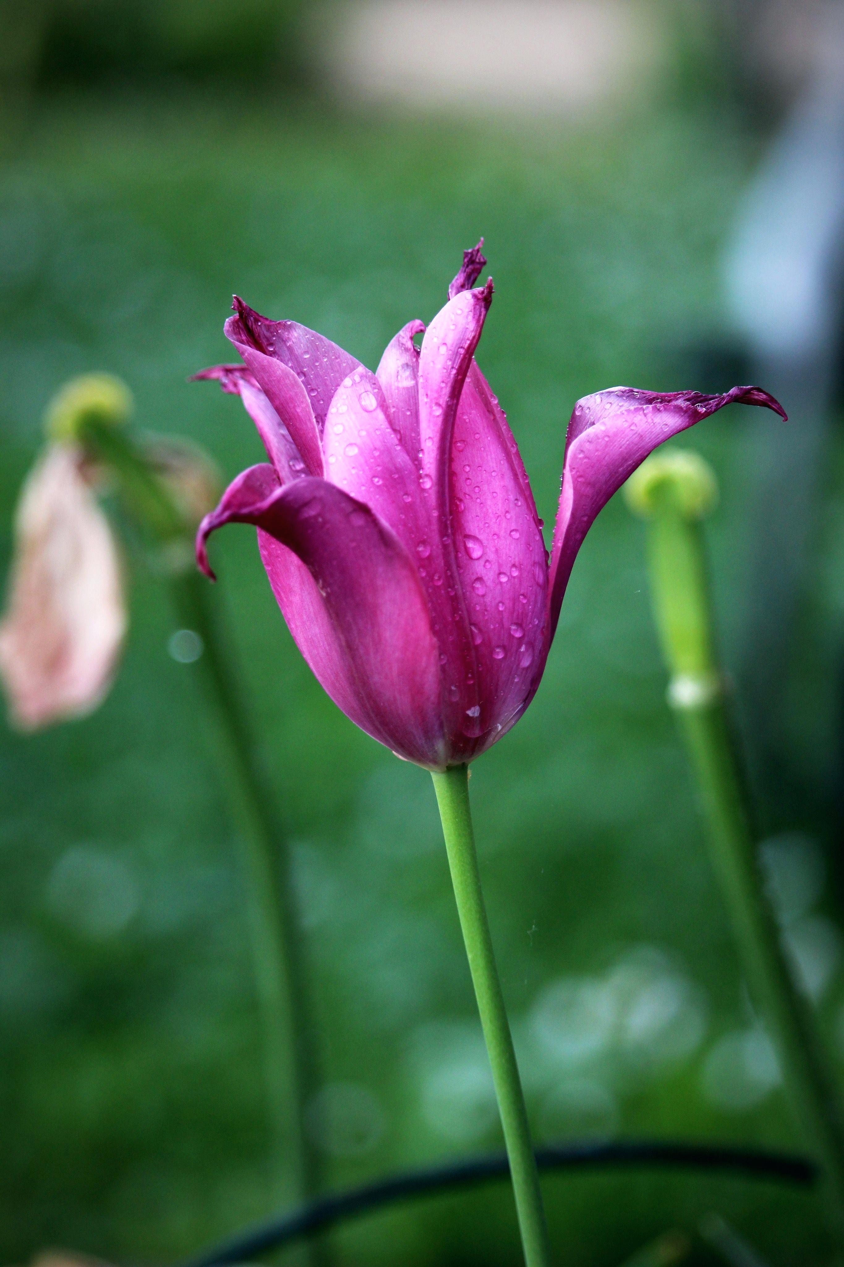 Tulipano viola con gocce d'acqua, 2730x4096 Full HD Verticale, Smartphone