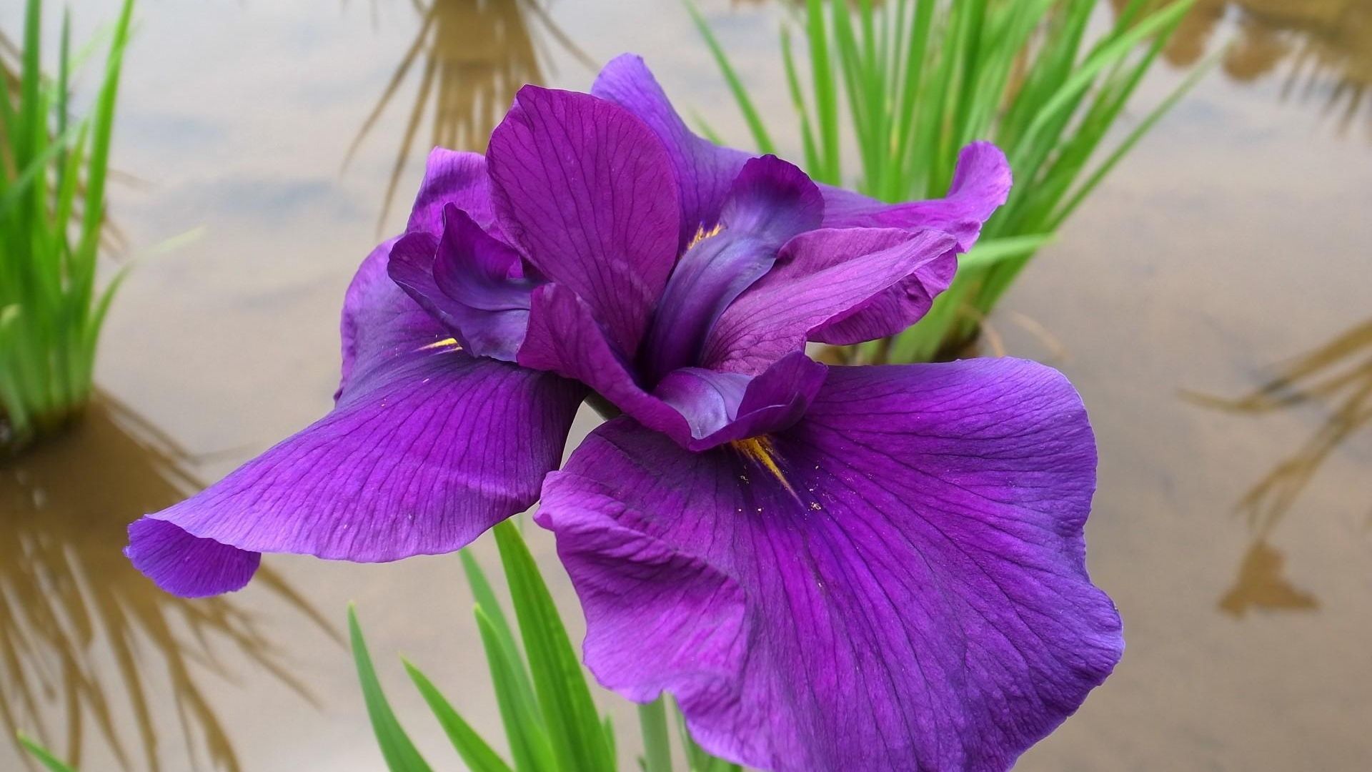 Fiore di iris viola, 1920x1080 Full HD 1080p, PC Desktop