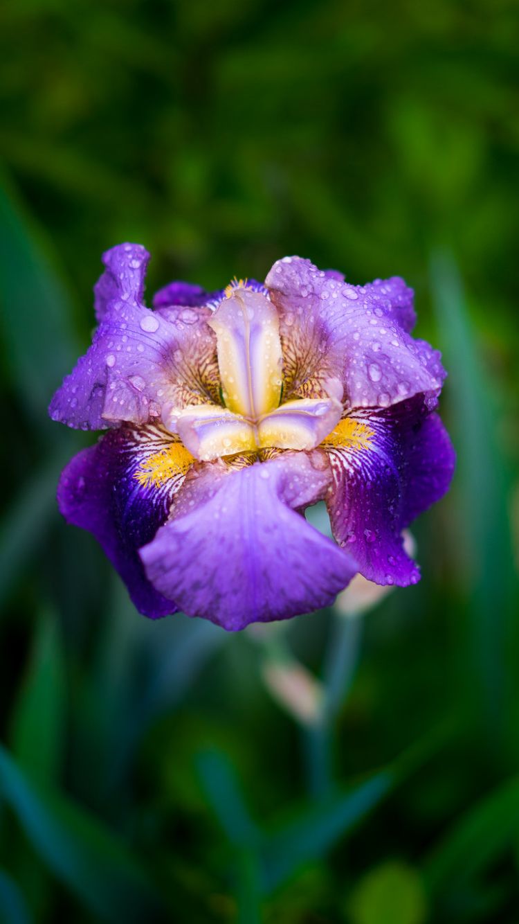 Fiore di iris viola con rugiada, 750x1334 Full HD Verticale, iPhone