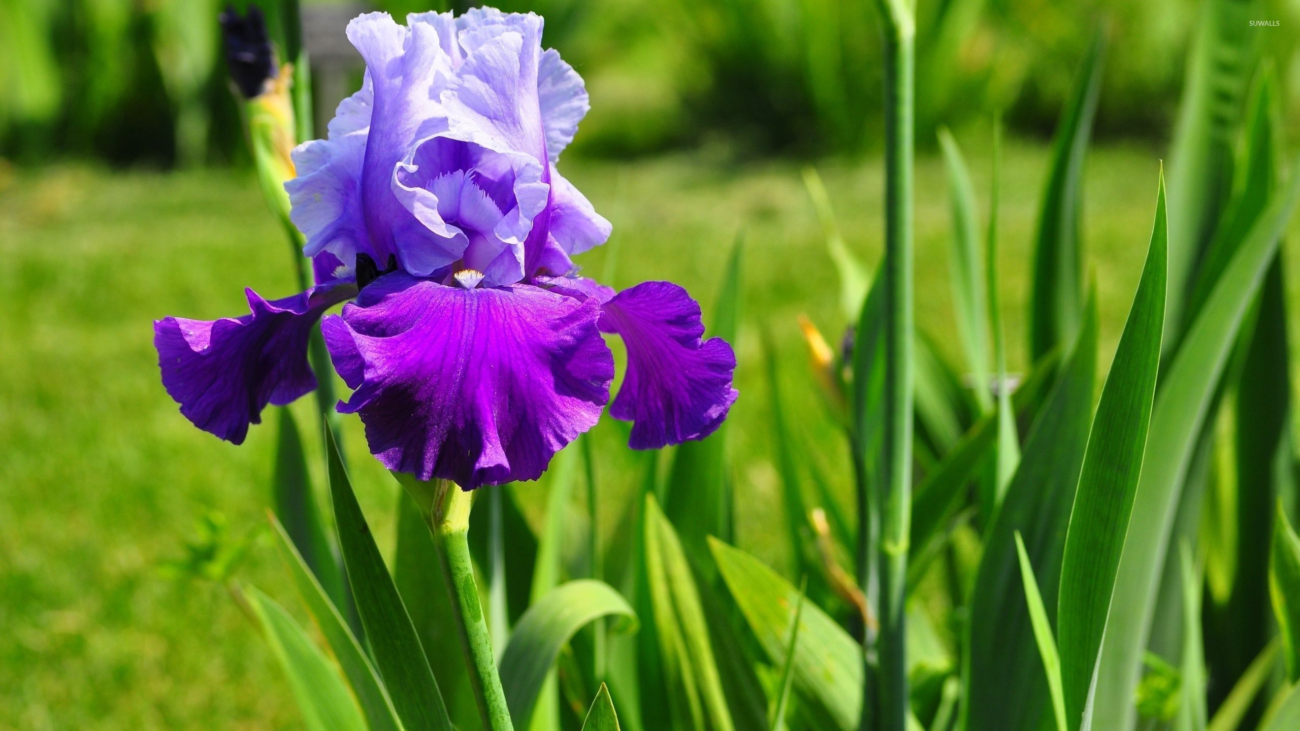 Fiori di iris viola, 2560x1440 2K, Monitor Gaming