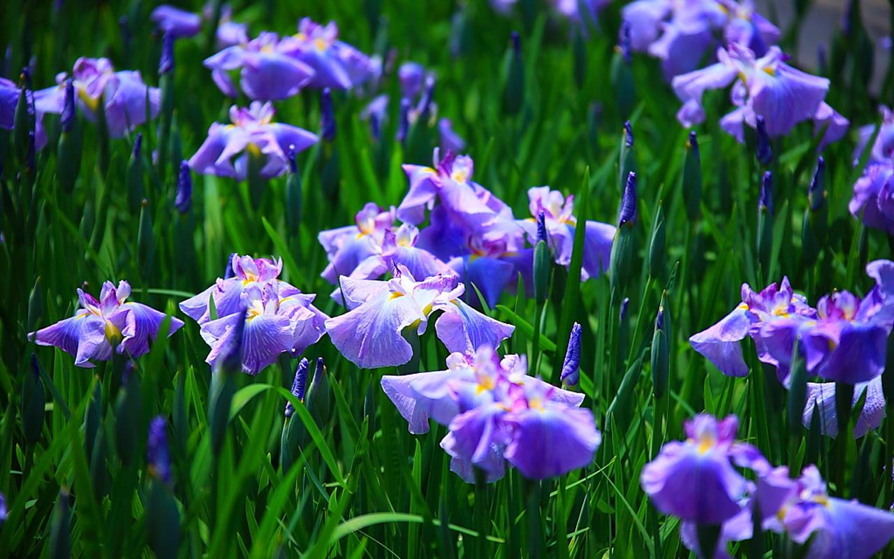 Fiori di iris viola nel campo, 1280x800 HD, Desktop