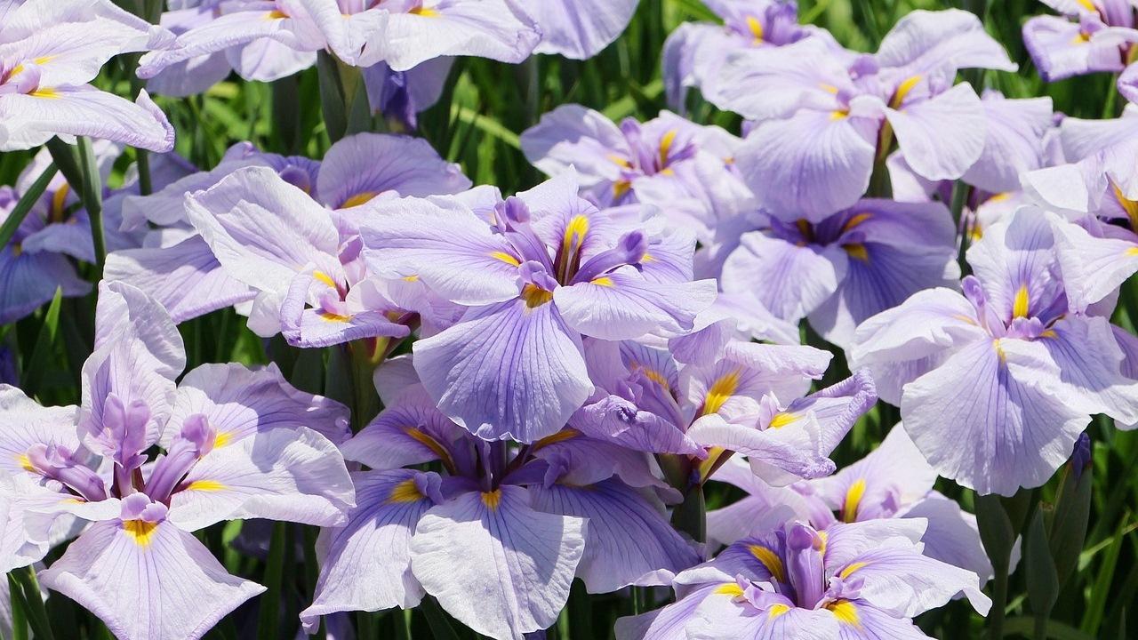 Fiori di Iris viola chiaro, 1280x720 720p, Laptop